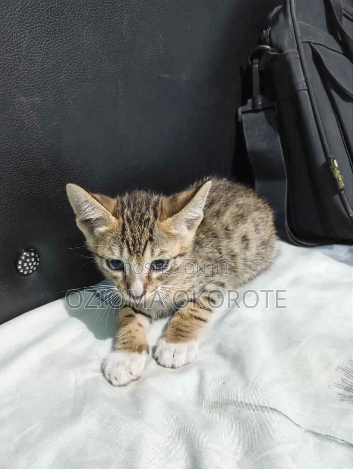 1-3 months Male Mixed Breed Egyptian Mau