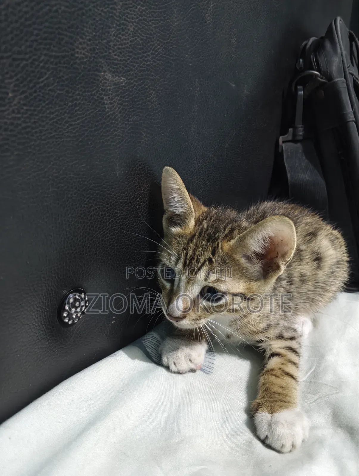 1-3 months Male Mixed Breed Egyptian Mau