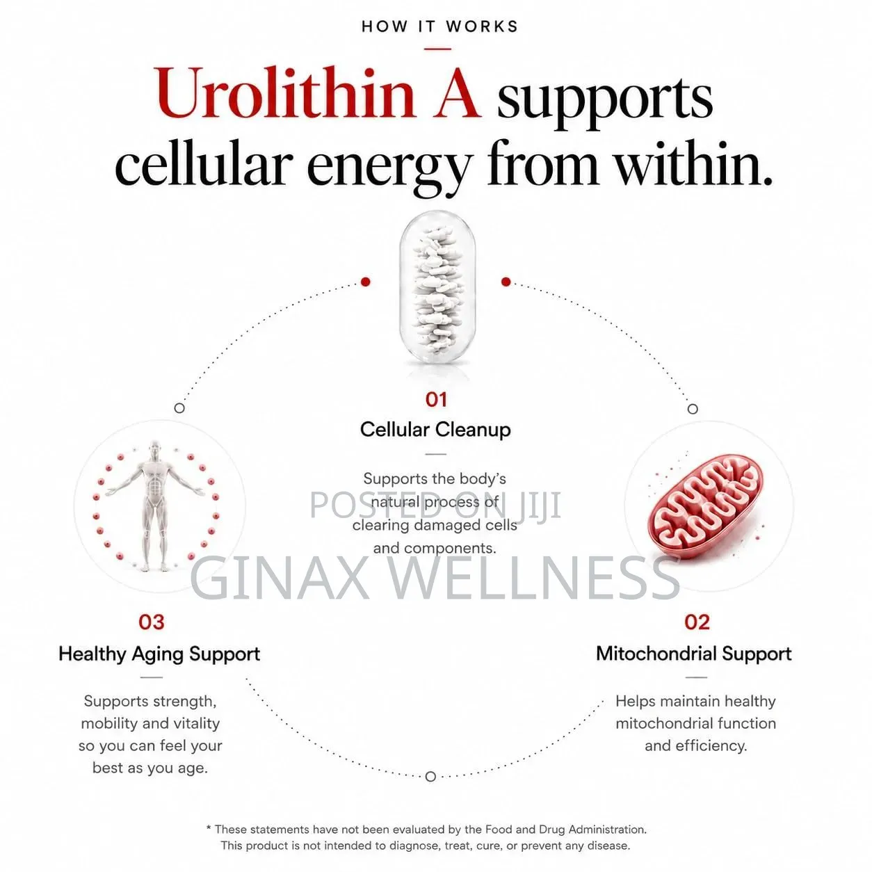 PRO+ Urolithin a Capsules for Cellular Energy, Muscle & Healthy Ageing