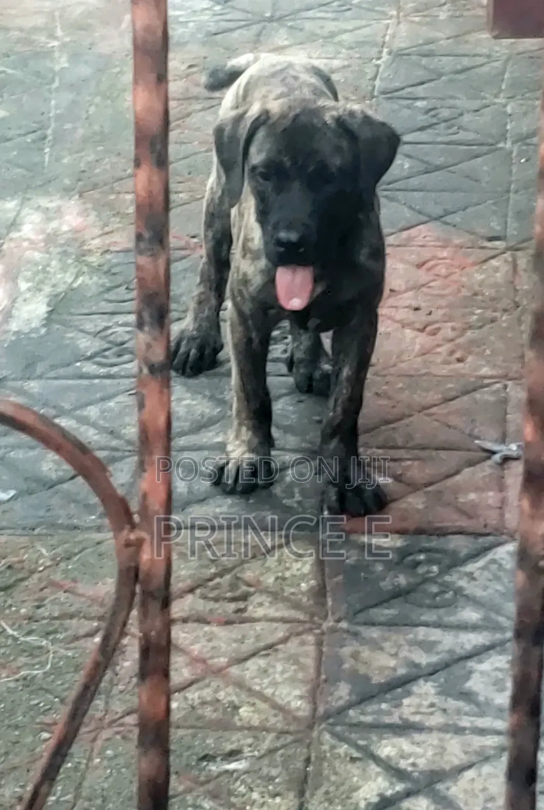 1-3 months Male Purebred Boerboel