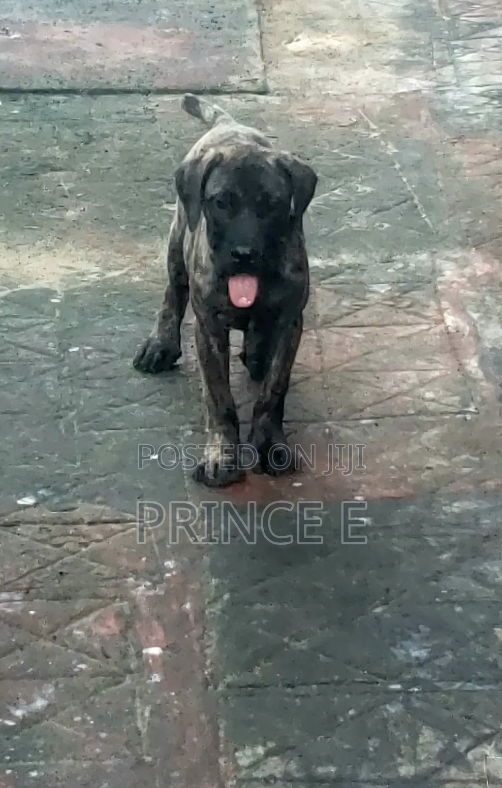 1-3 months Male Purebred Boerboel