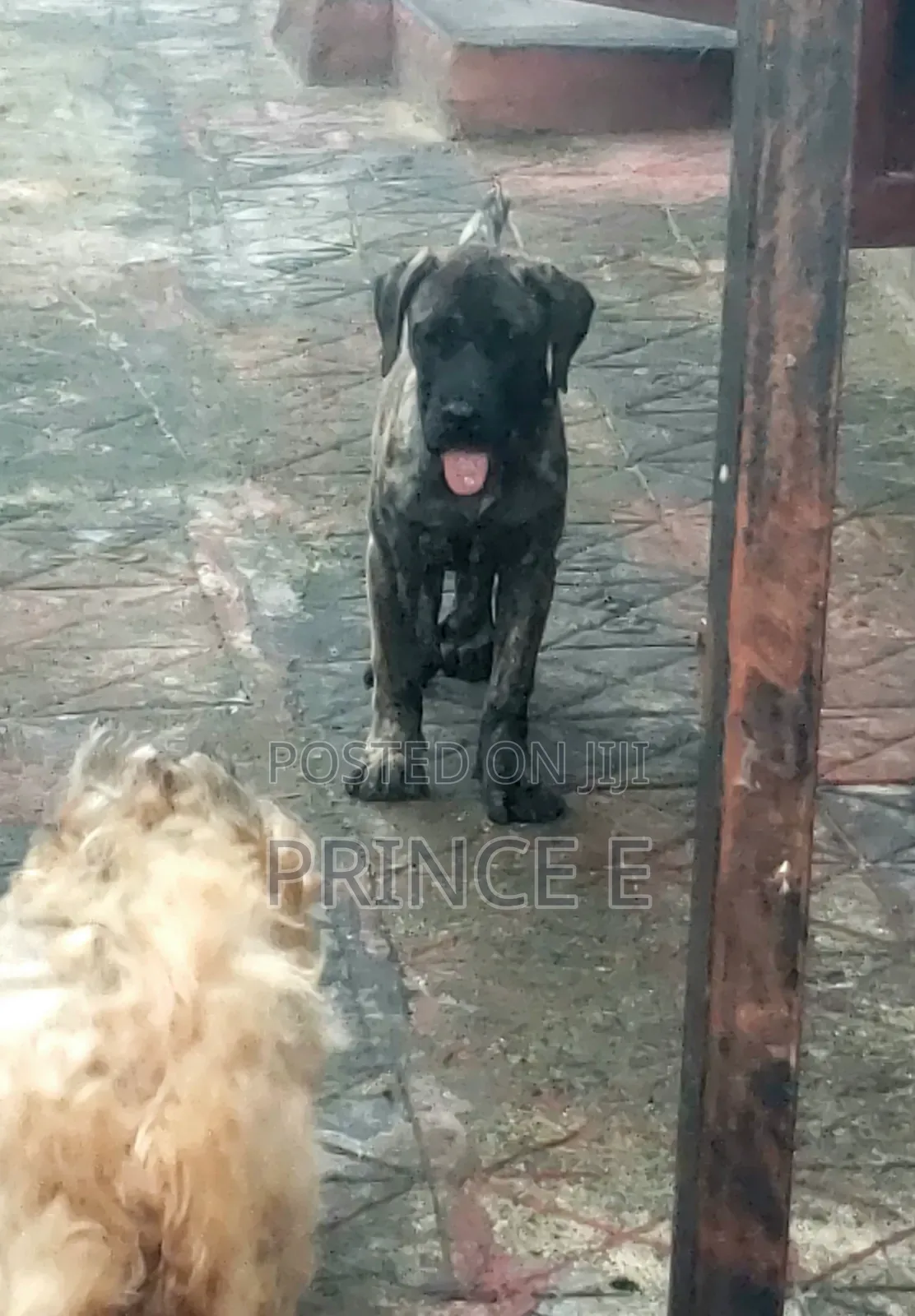 1-3 months Male Purebred Boerboel