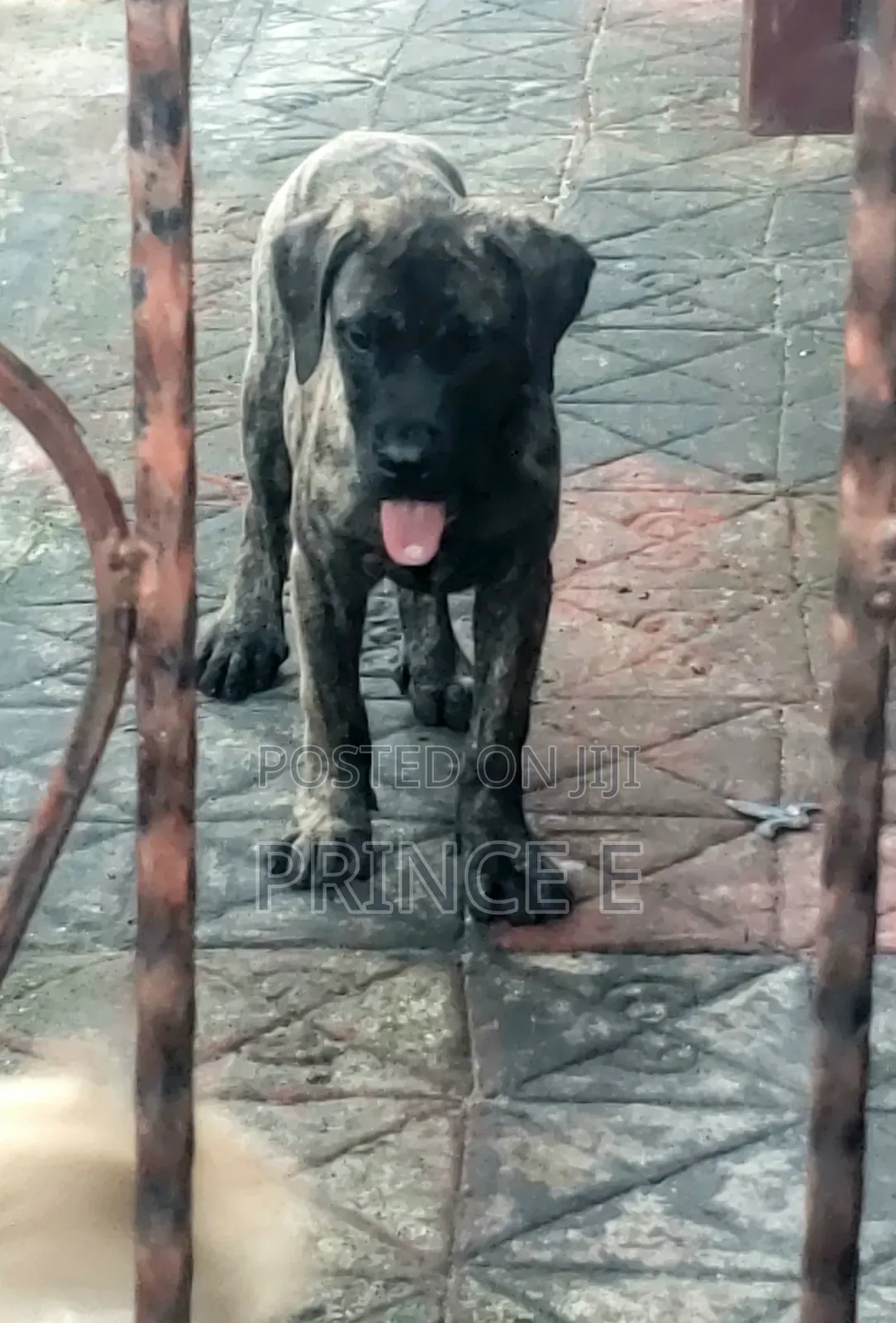 1-3 months Male Purebred Boerboel