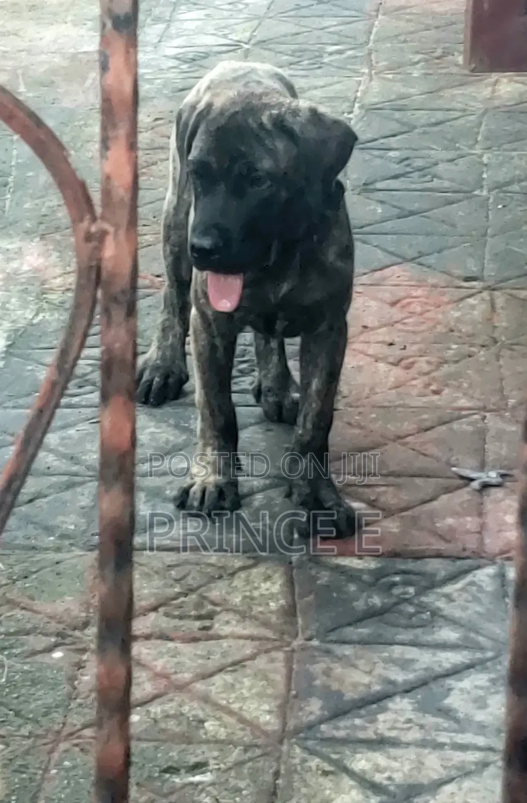 1-3 months Male Purebred Boerboel
