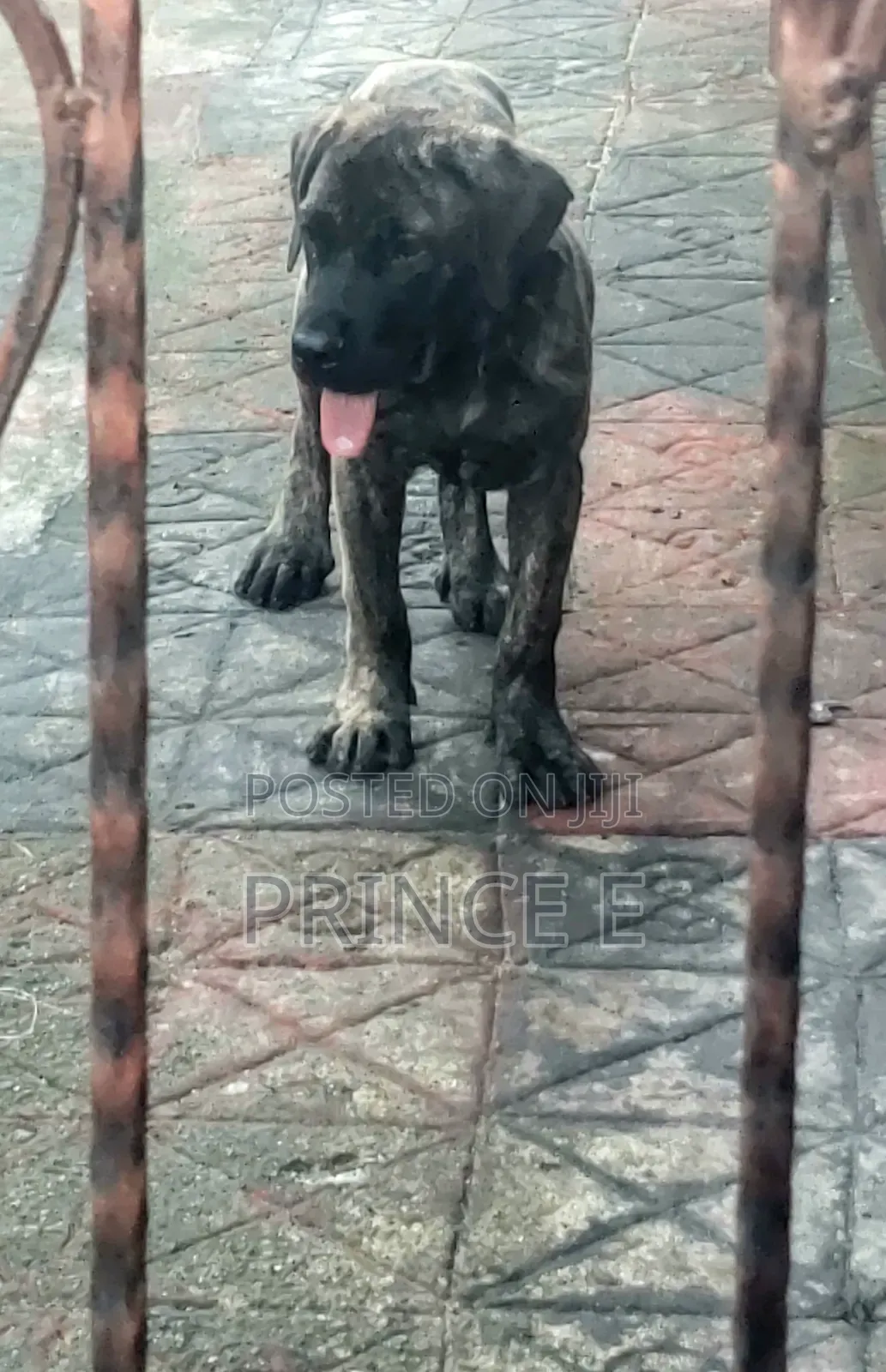 1-3 months Male Purebred Boerboel