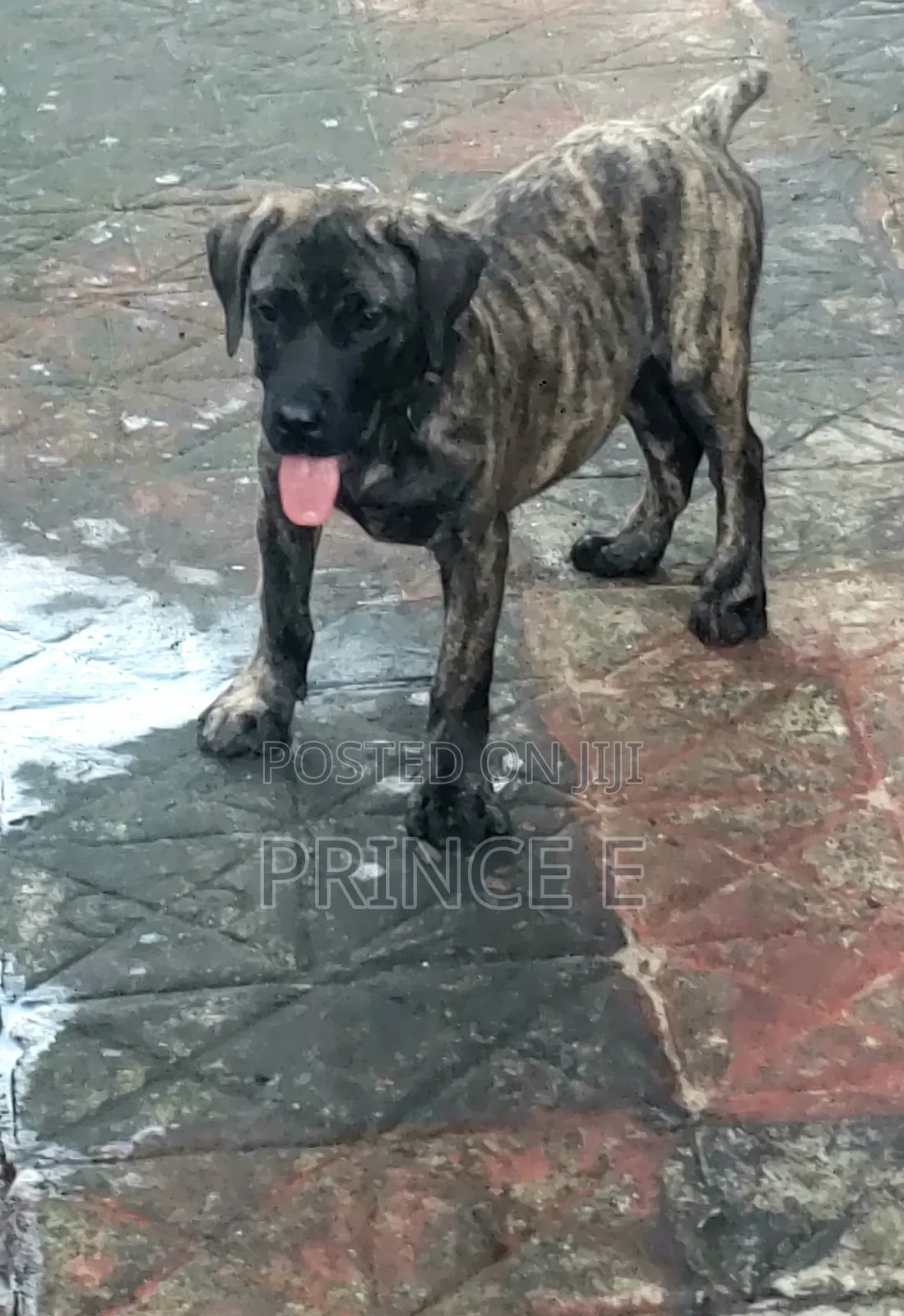 1-3 months Male Purebred Boerboel