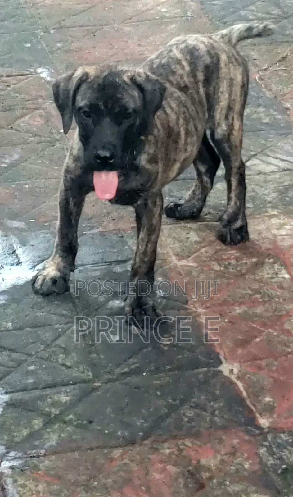 1-3 months Male Purebred Boerboel