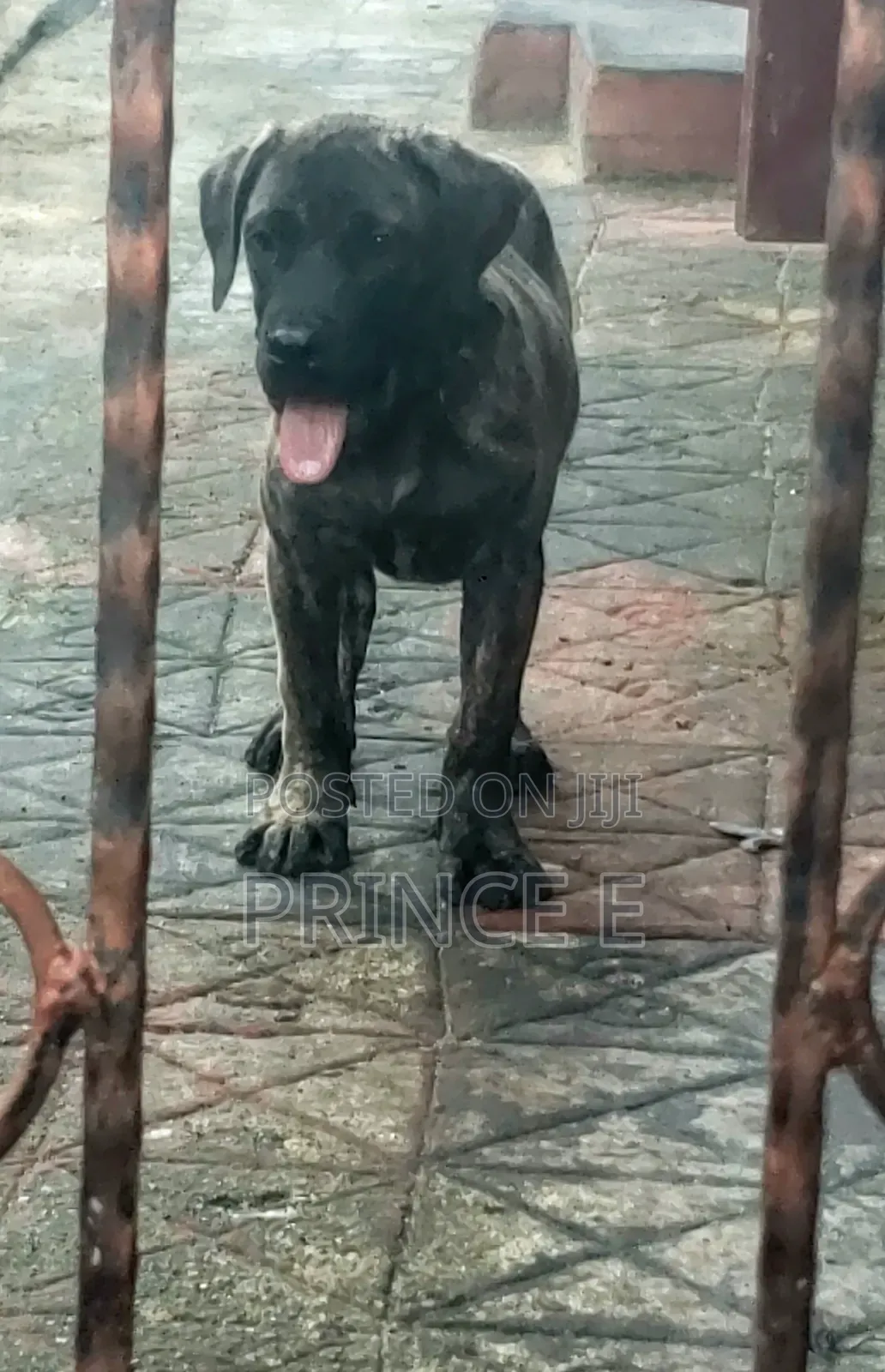 1-3 months Male Purebred Boerboel