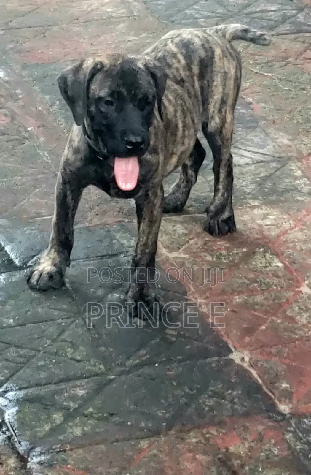 1-3 months Male Purebred Boerboel