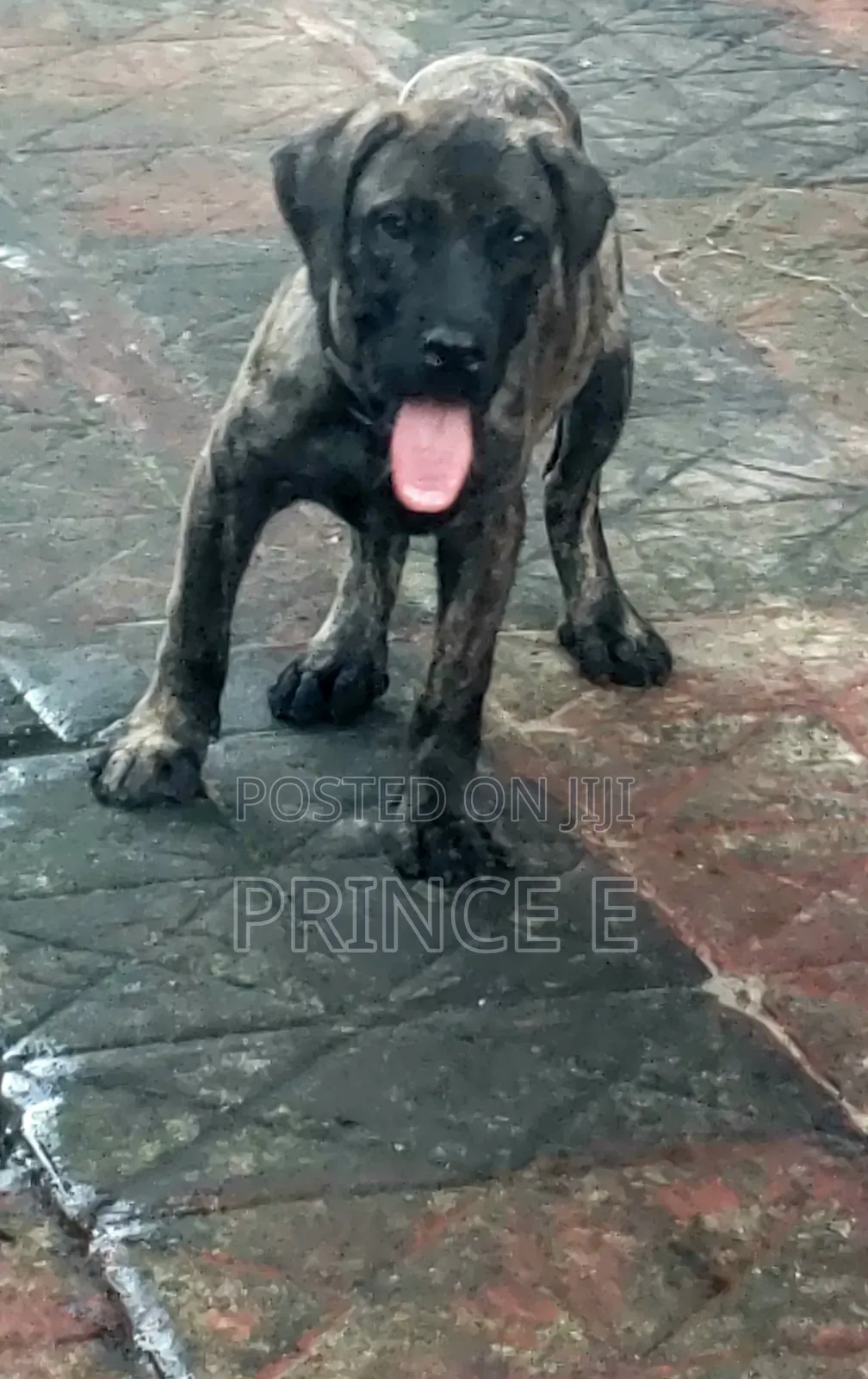 1-3 months Male Purebred Boerboel