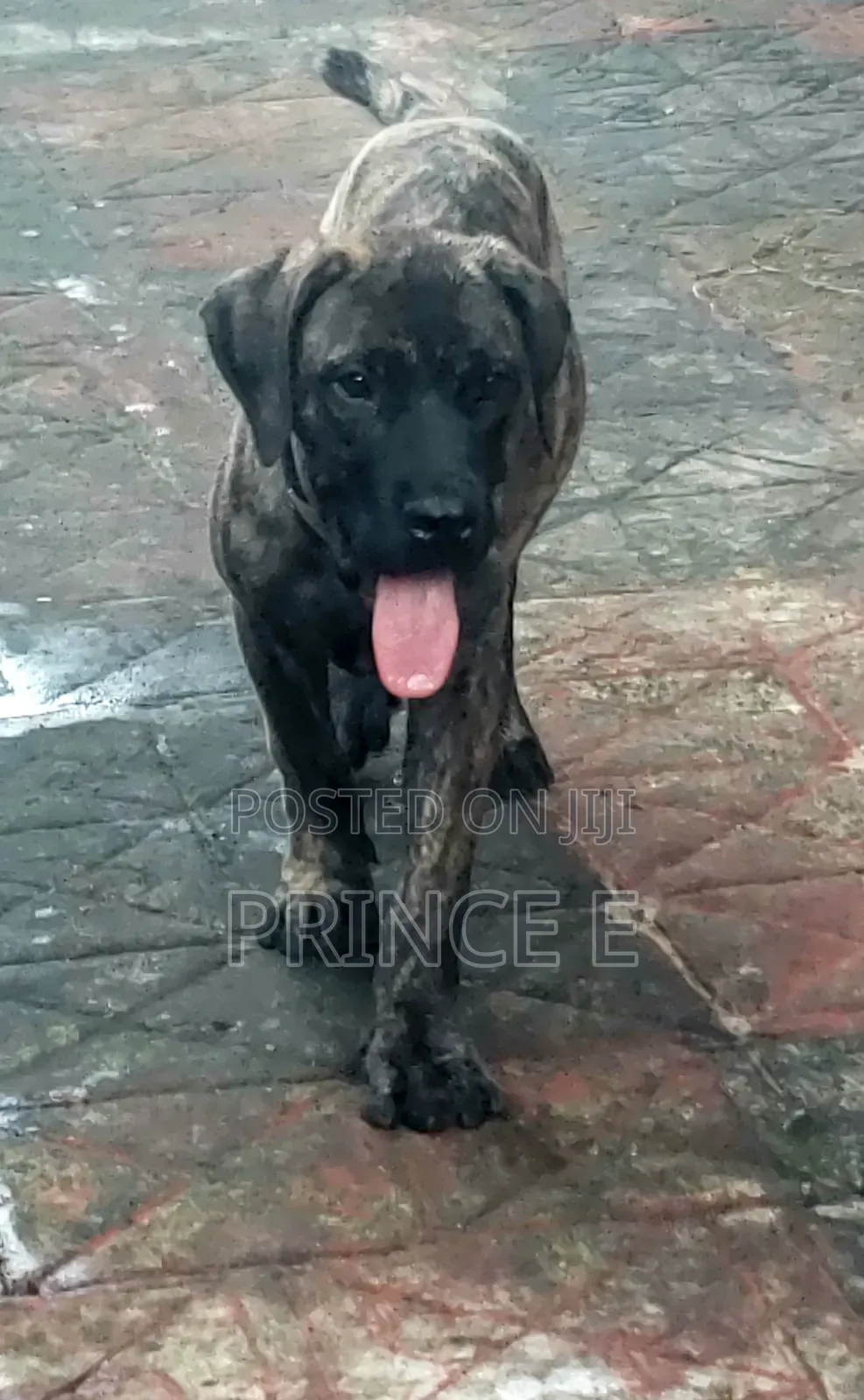 1-3 months Male Purebred Boerboel