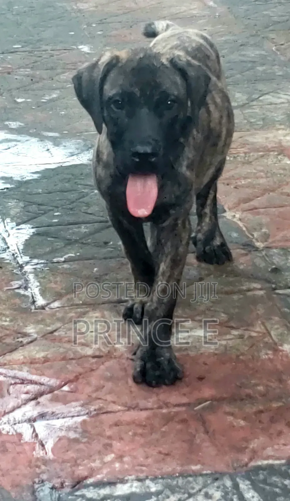 1-3 months Male Purebred Boerboel