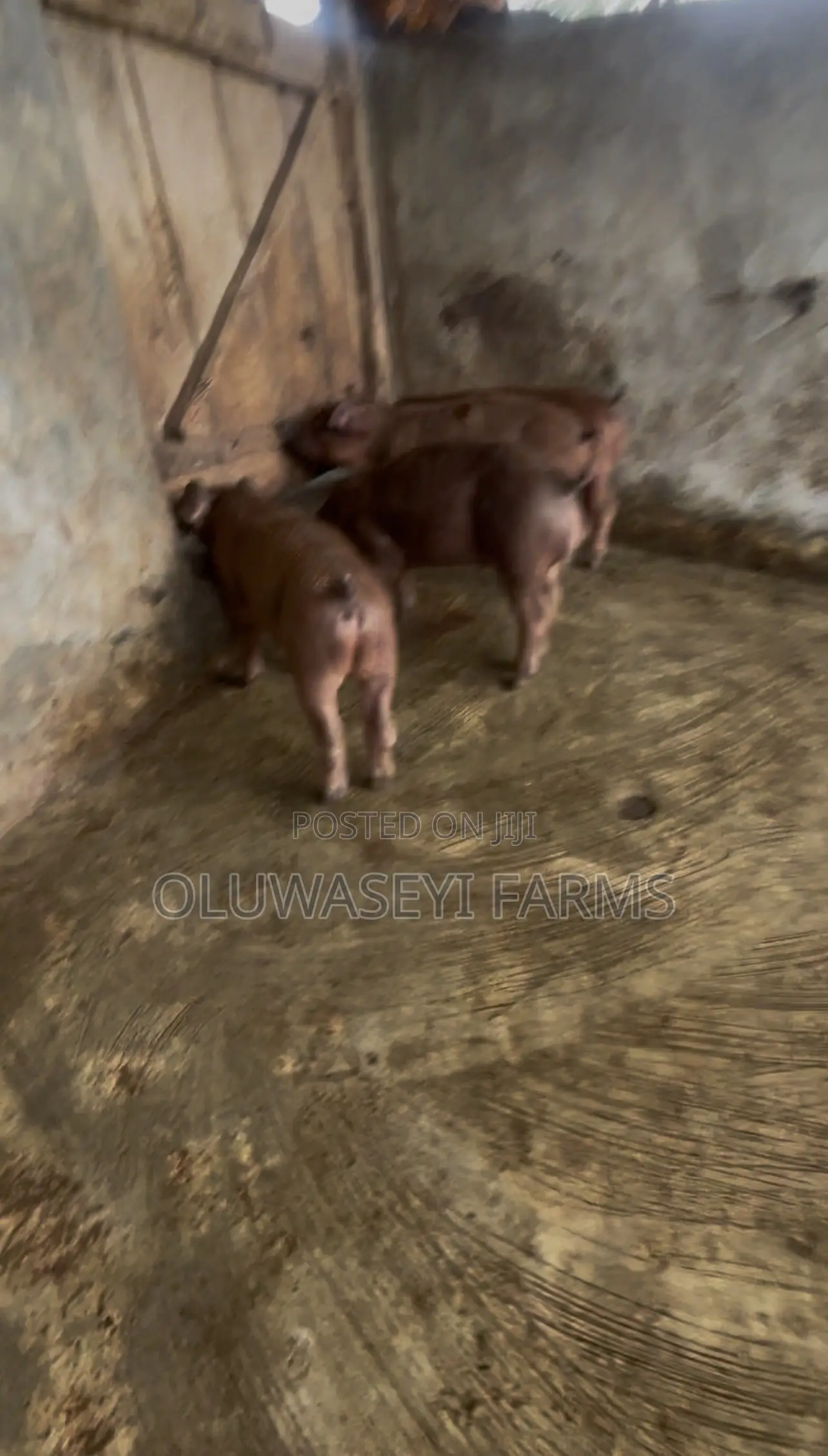 Quality Duroc Genetics