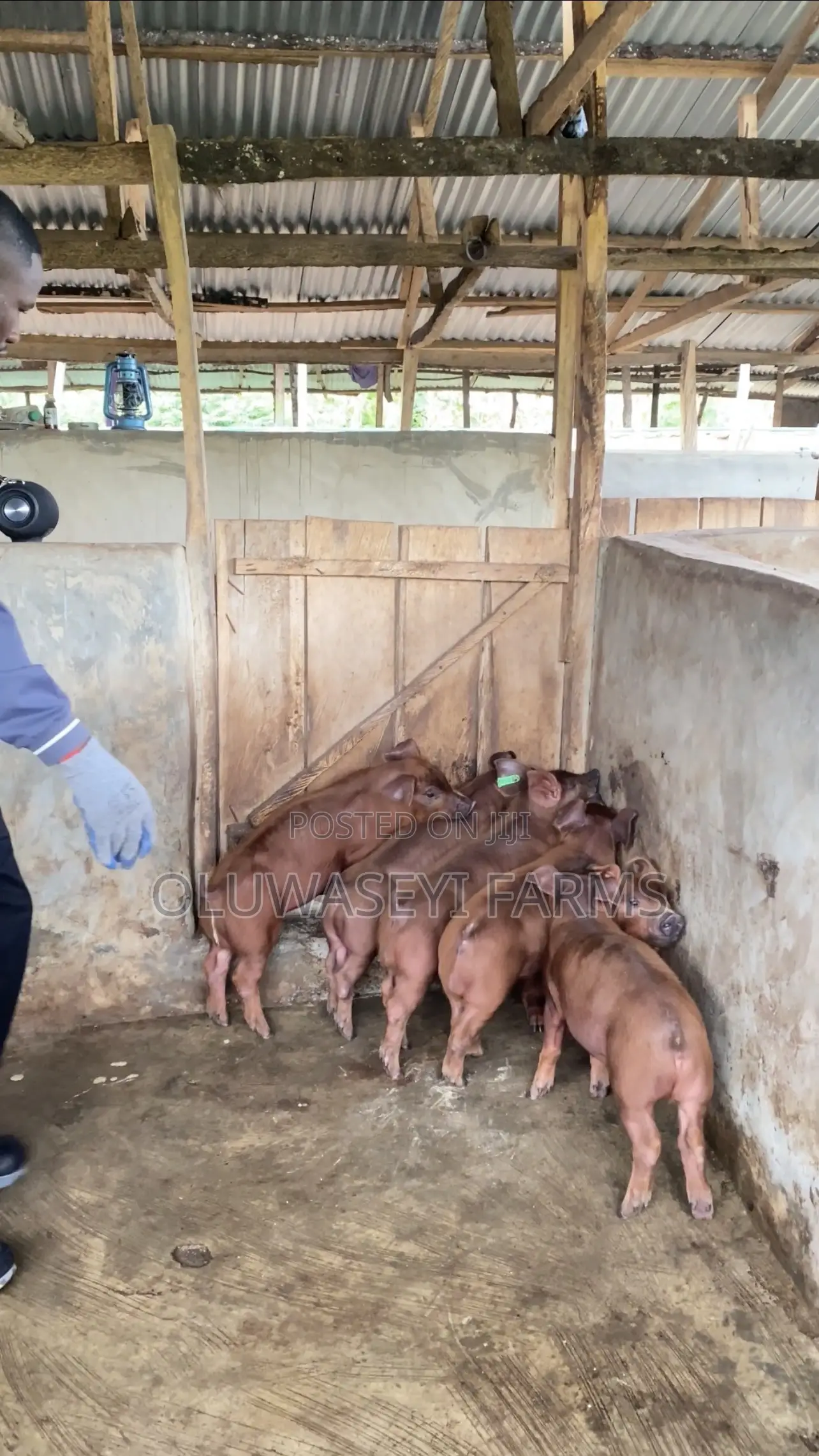 Quality Duroc Genetics