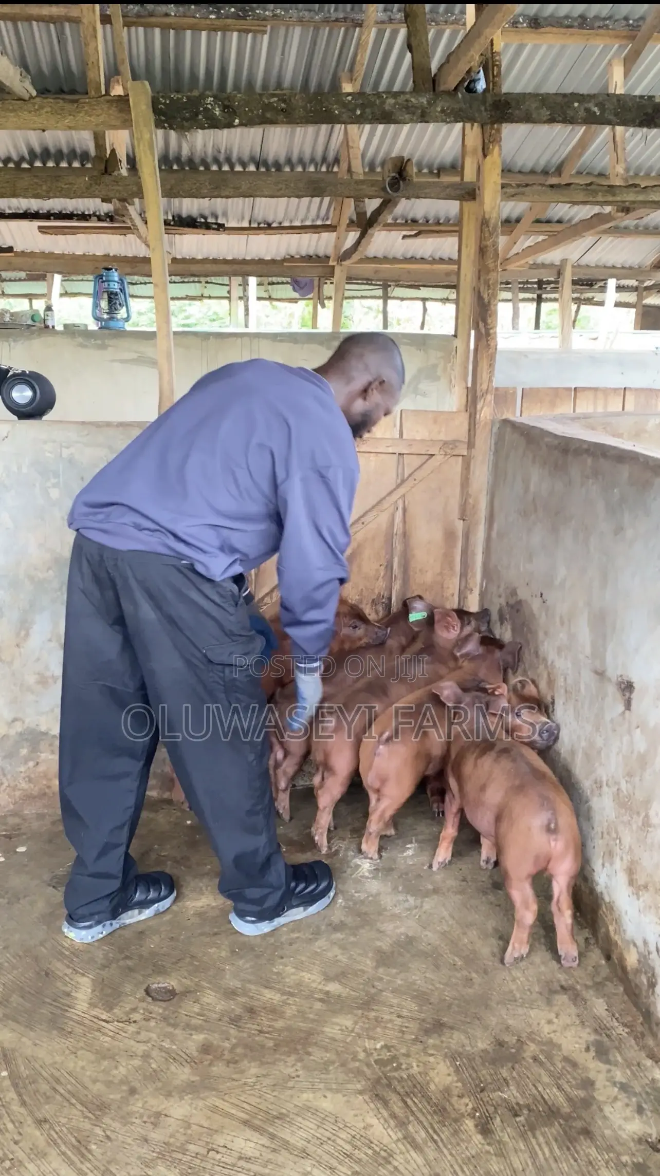 Quality Duroc Genetics