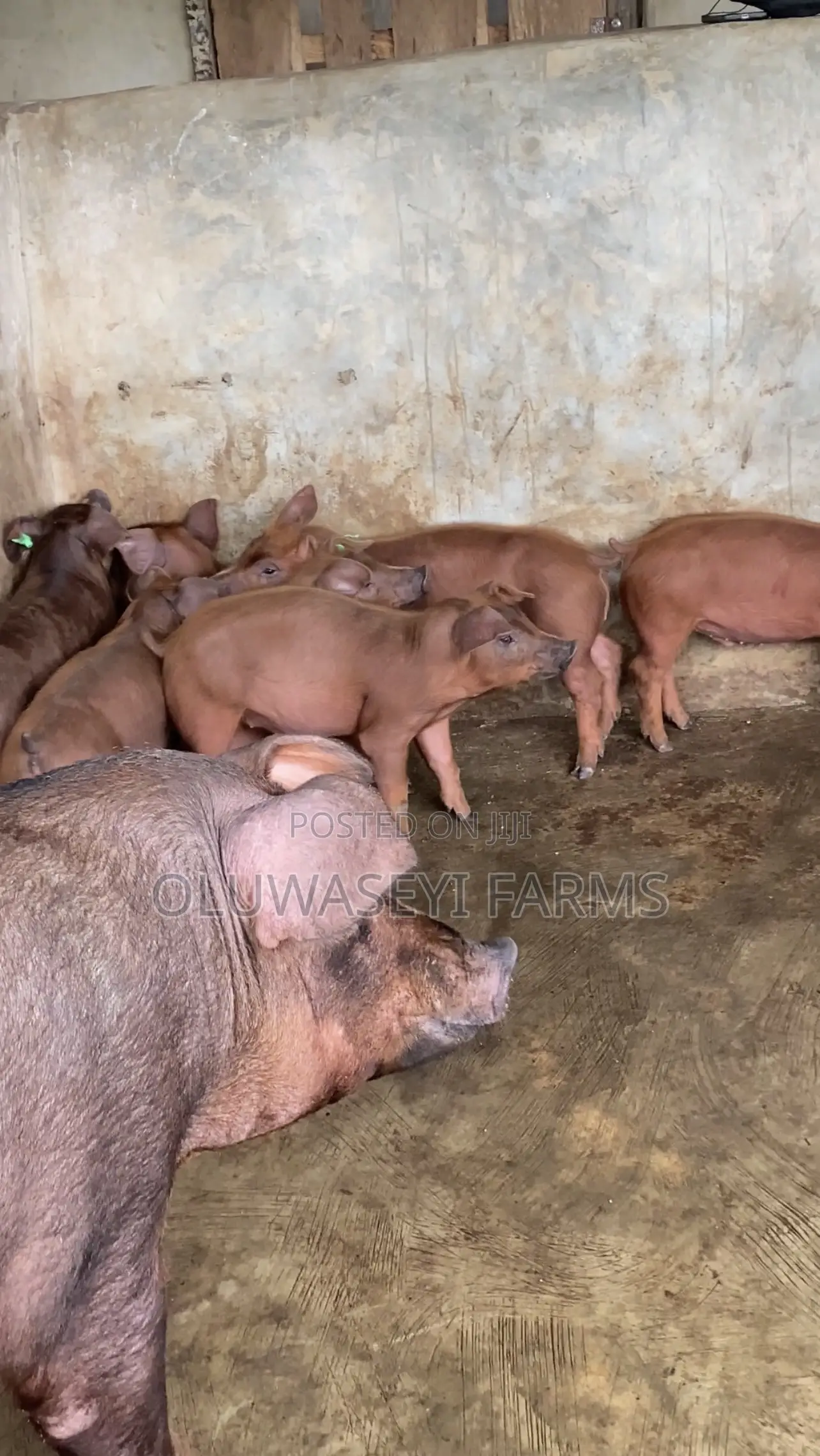 Quality Duroc Genetics