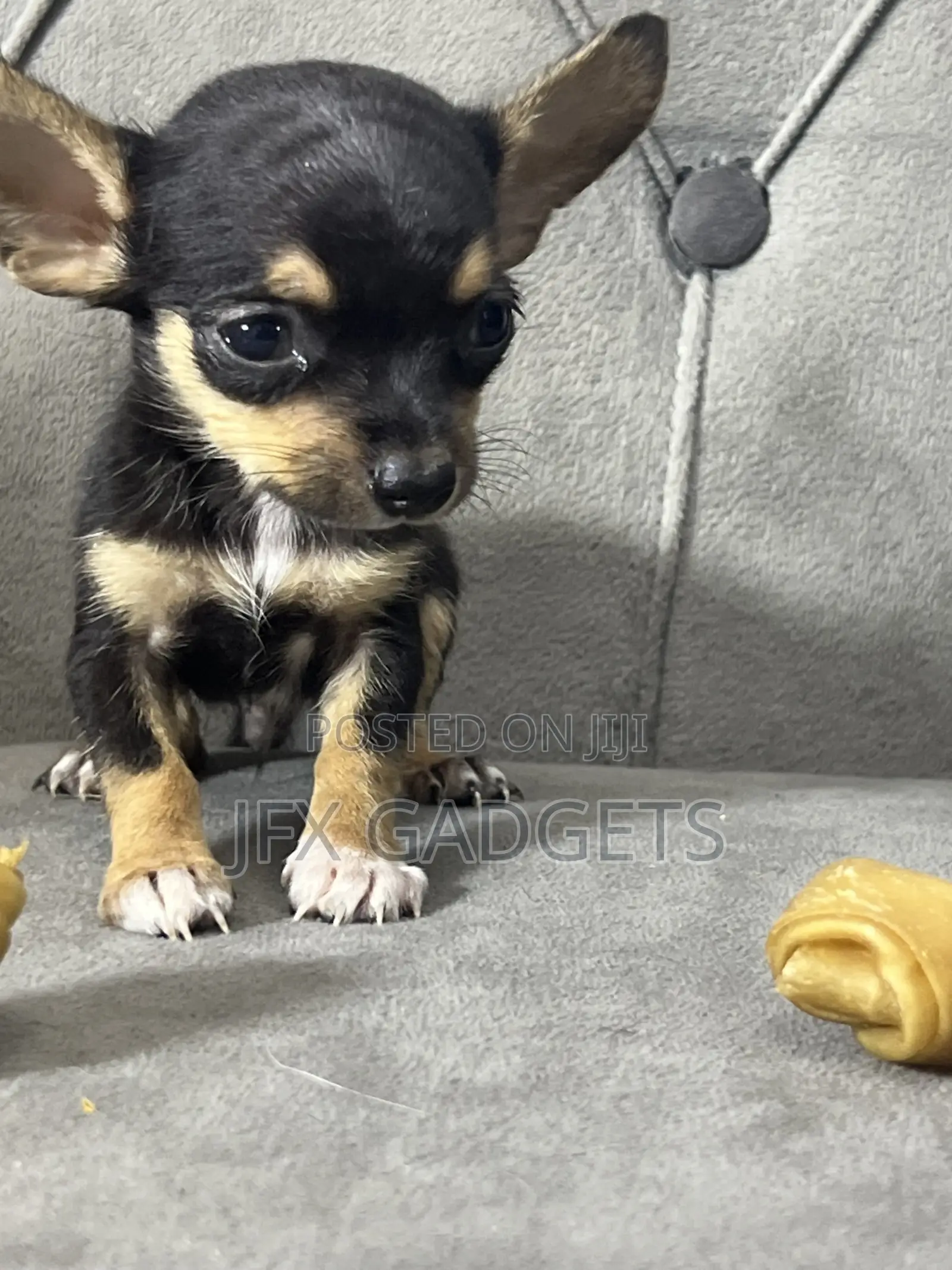 1-3 months Male Purebred Chihuahua