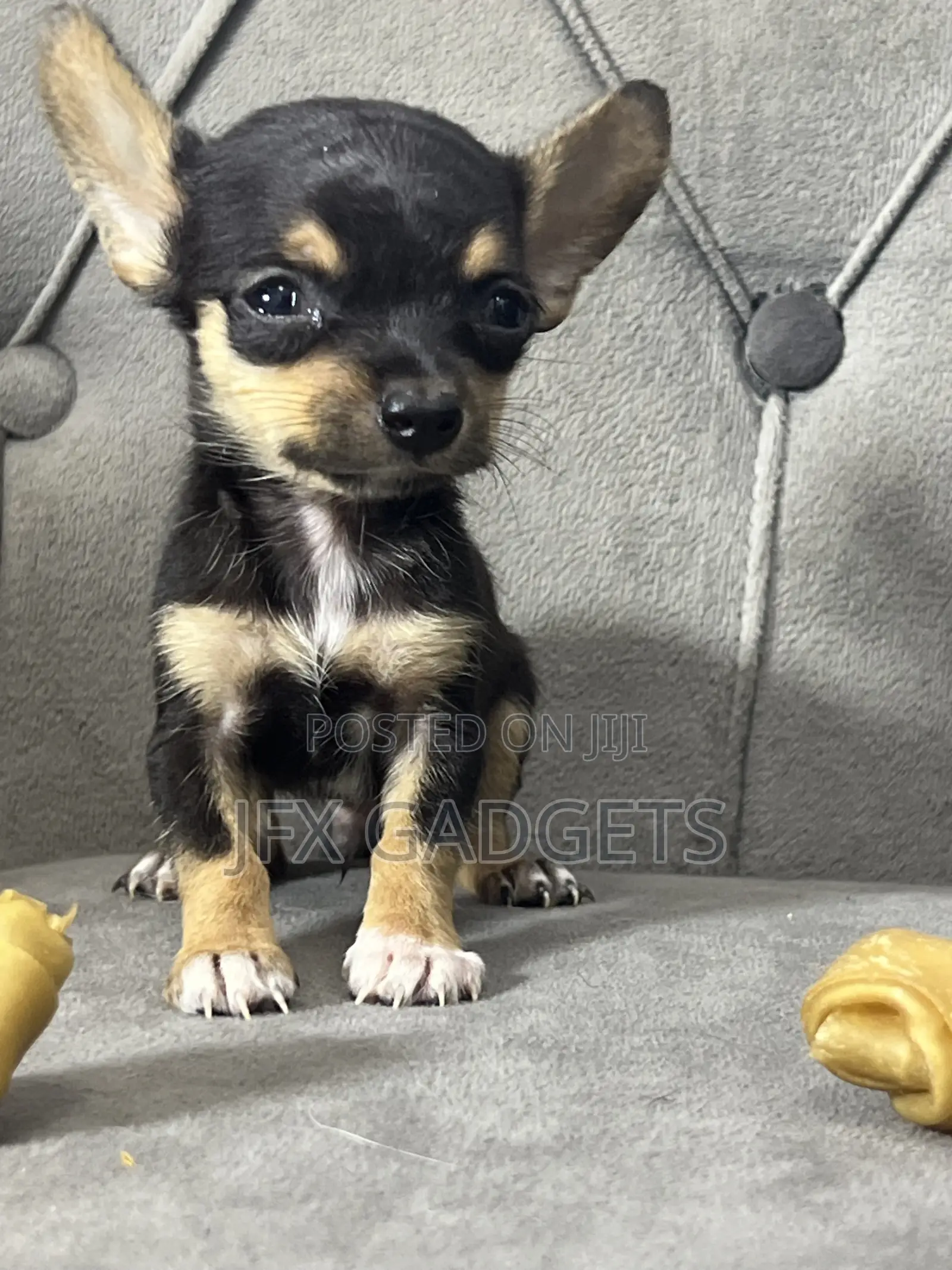 1-3 months Male Purebred Chihuahua