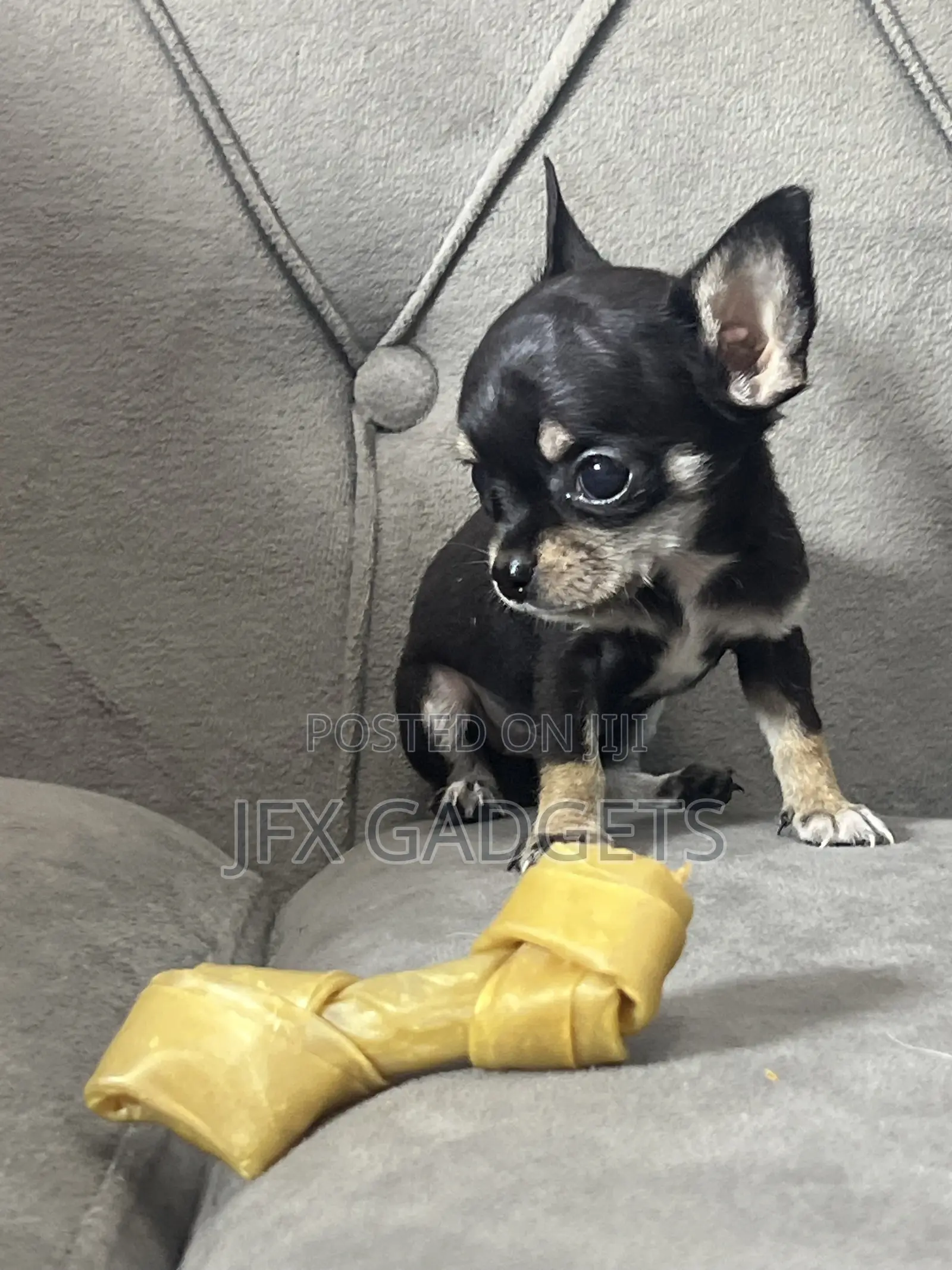 1-3 months Female Purebred Chihuahua