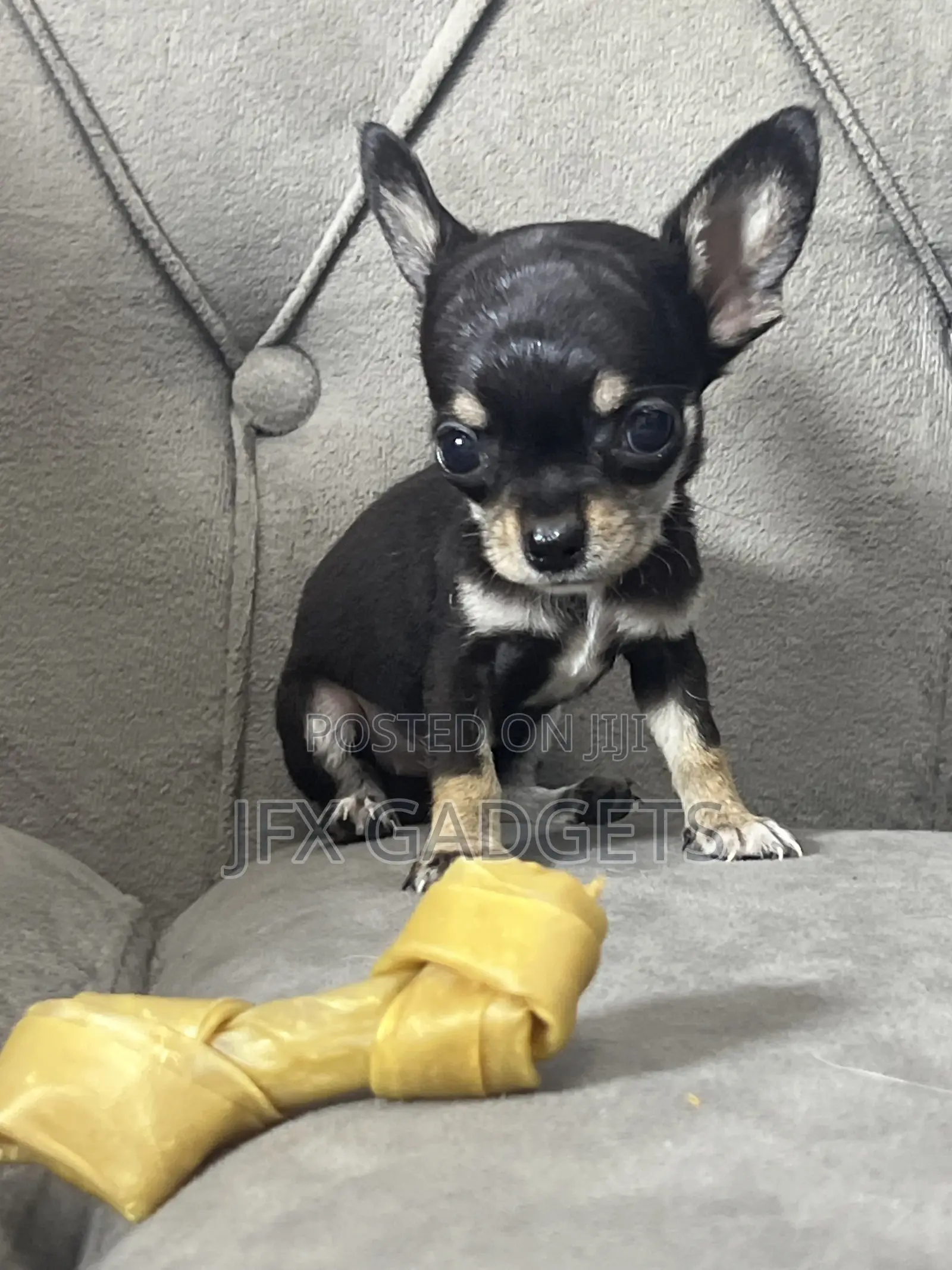 1-3 months Female Purebred Chihuahua