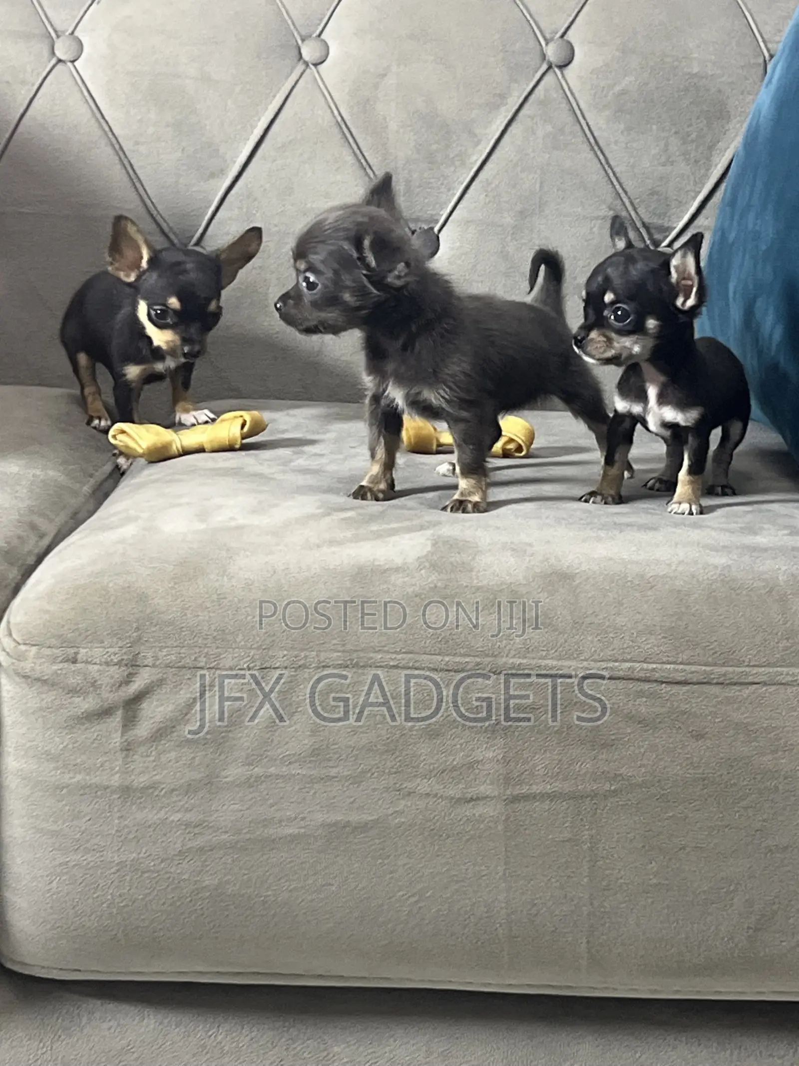 1-3 months Female Purebred Chihuahua