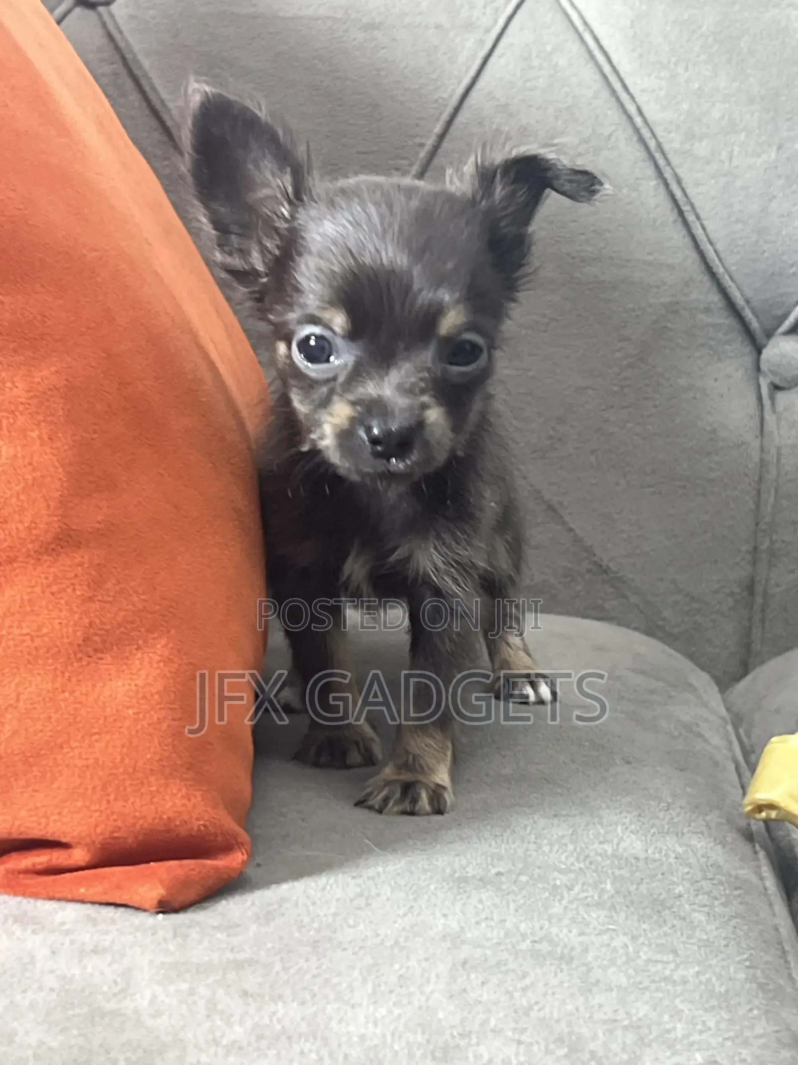 1-3 months Female Purebred Chihuahua