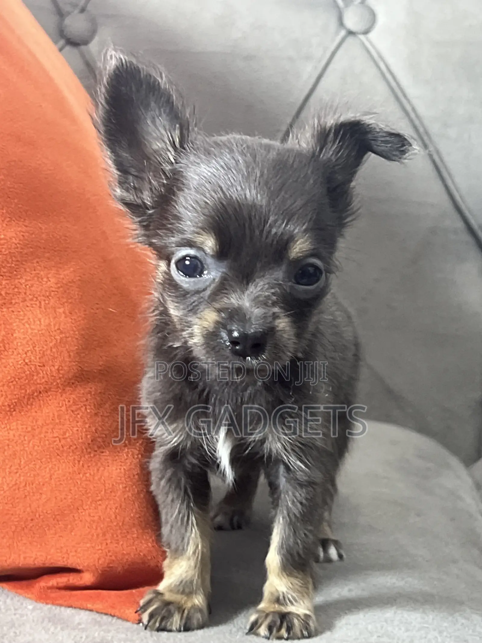 1-3 months Female Purebred Chihuahua