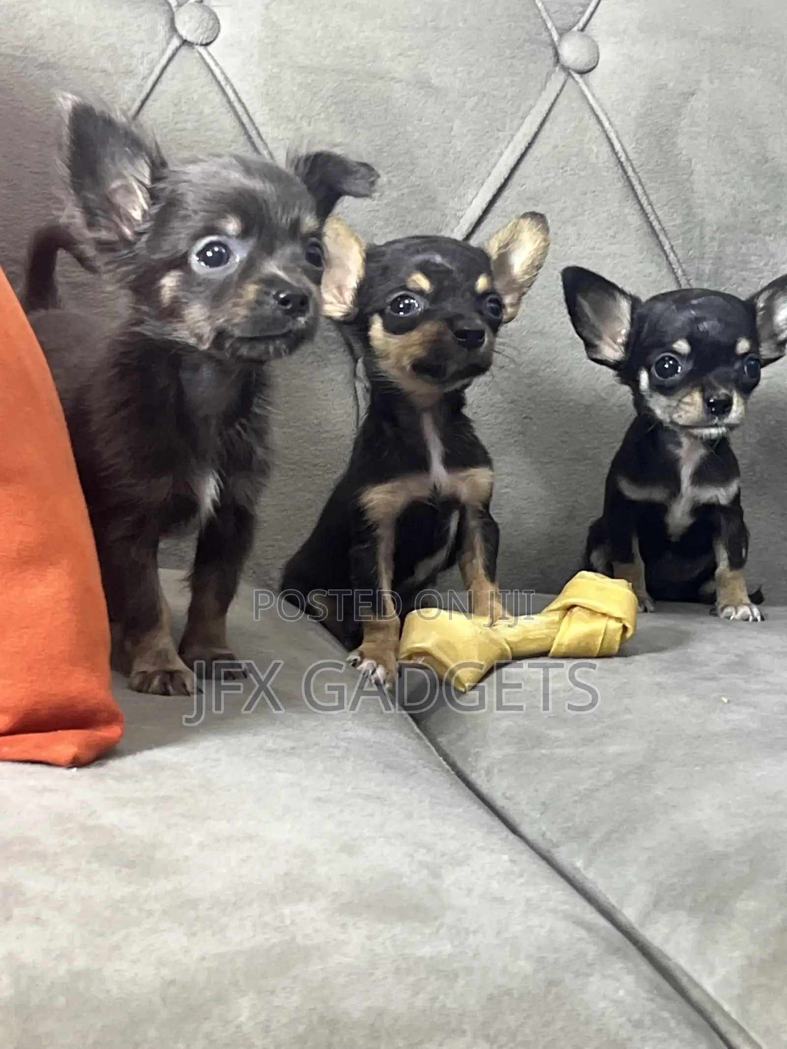 1-3 months Female Purebred Chihuahua