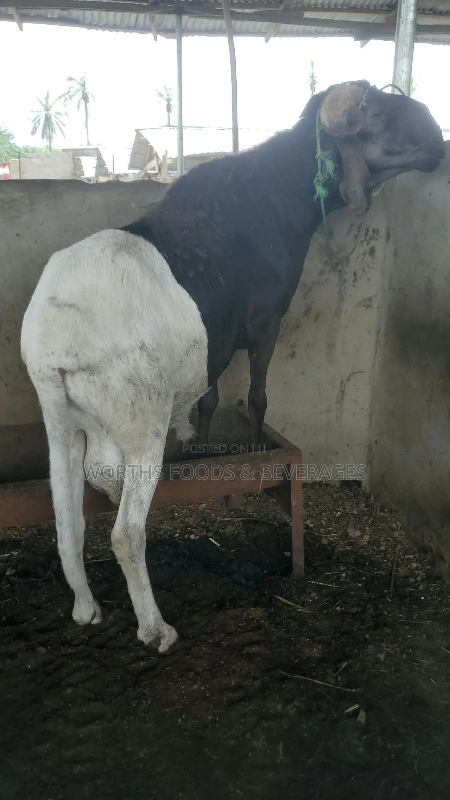 Big Rams for Sallah