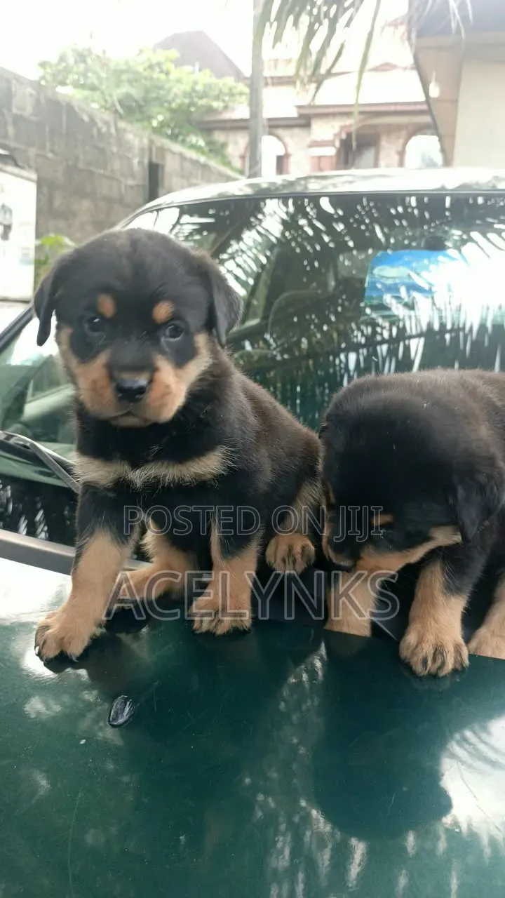1-3 months Female Purebred Rottweiler