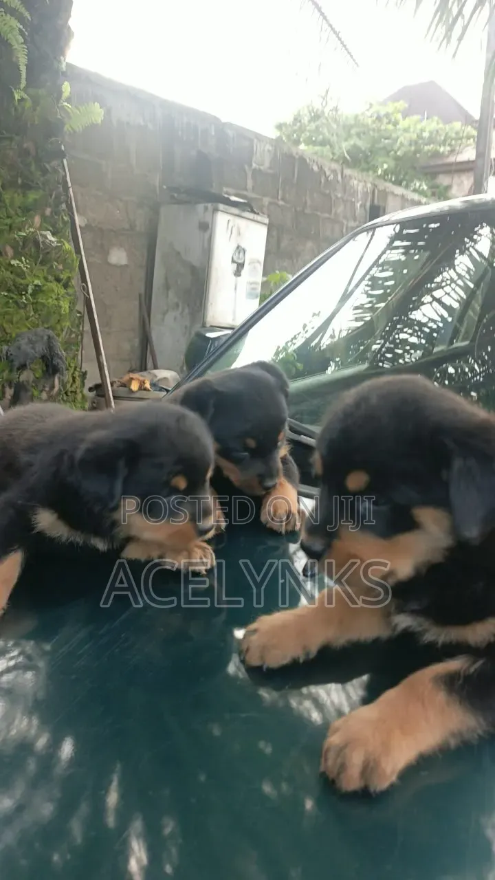 1-3 months Female Purebred Rottweiler