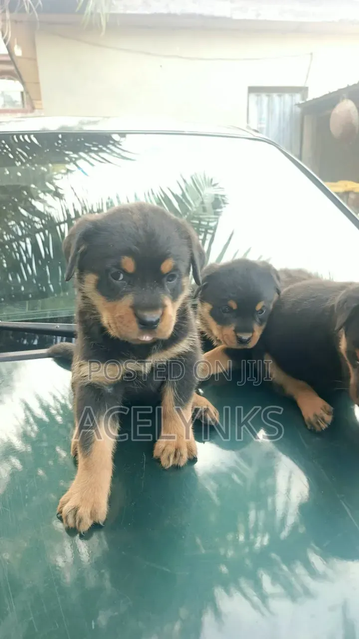 1-3 months Female Purebred Rottweiler