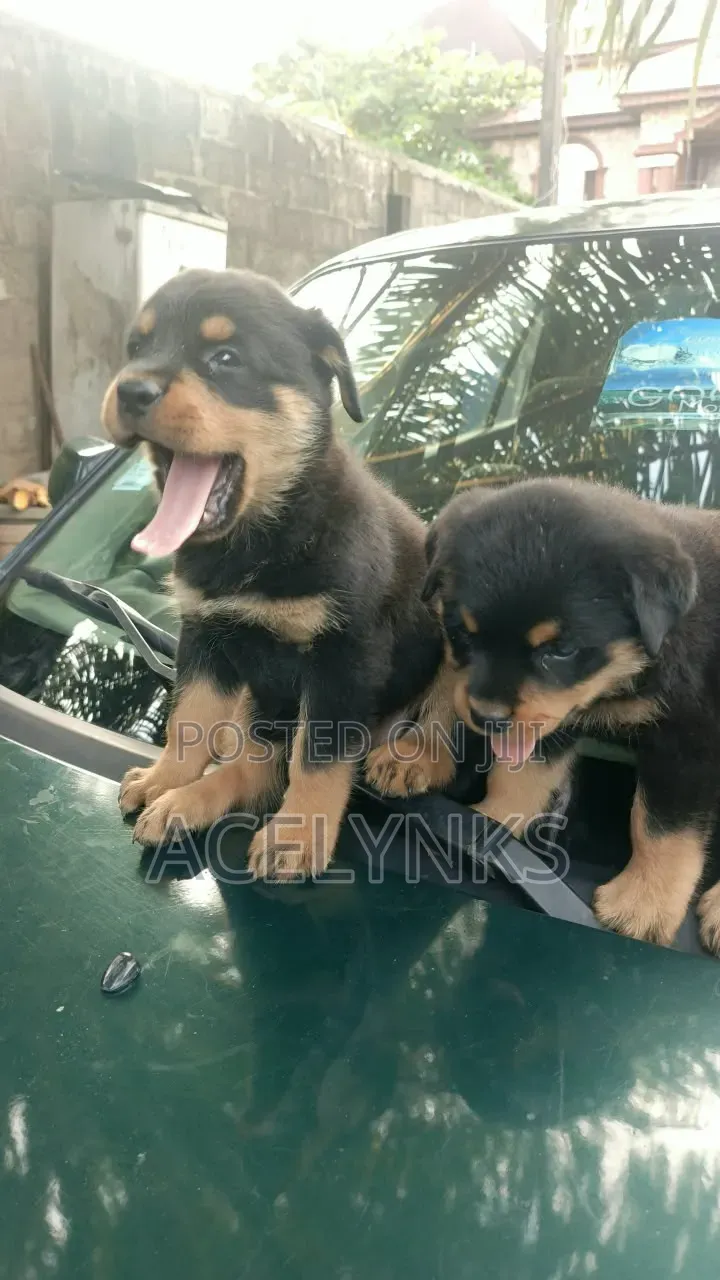 1-3 months Female Purebred Rottweiler