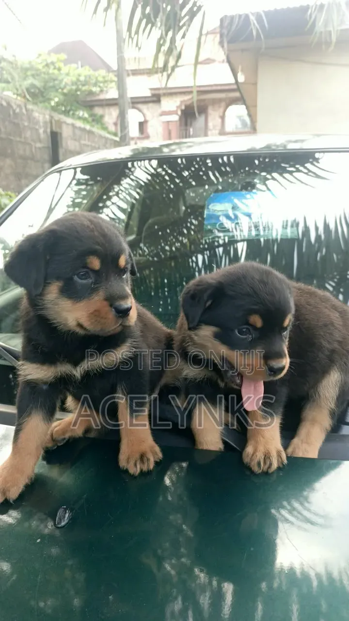 1-3 months Female Purebred Rottweiler