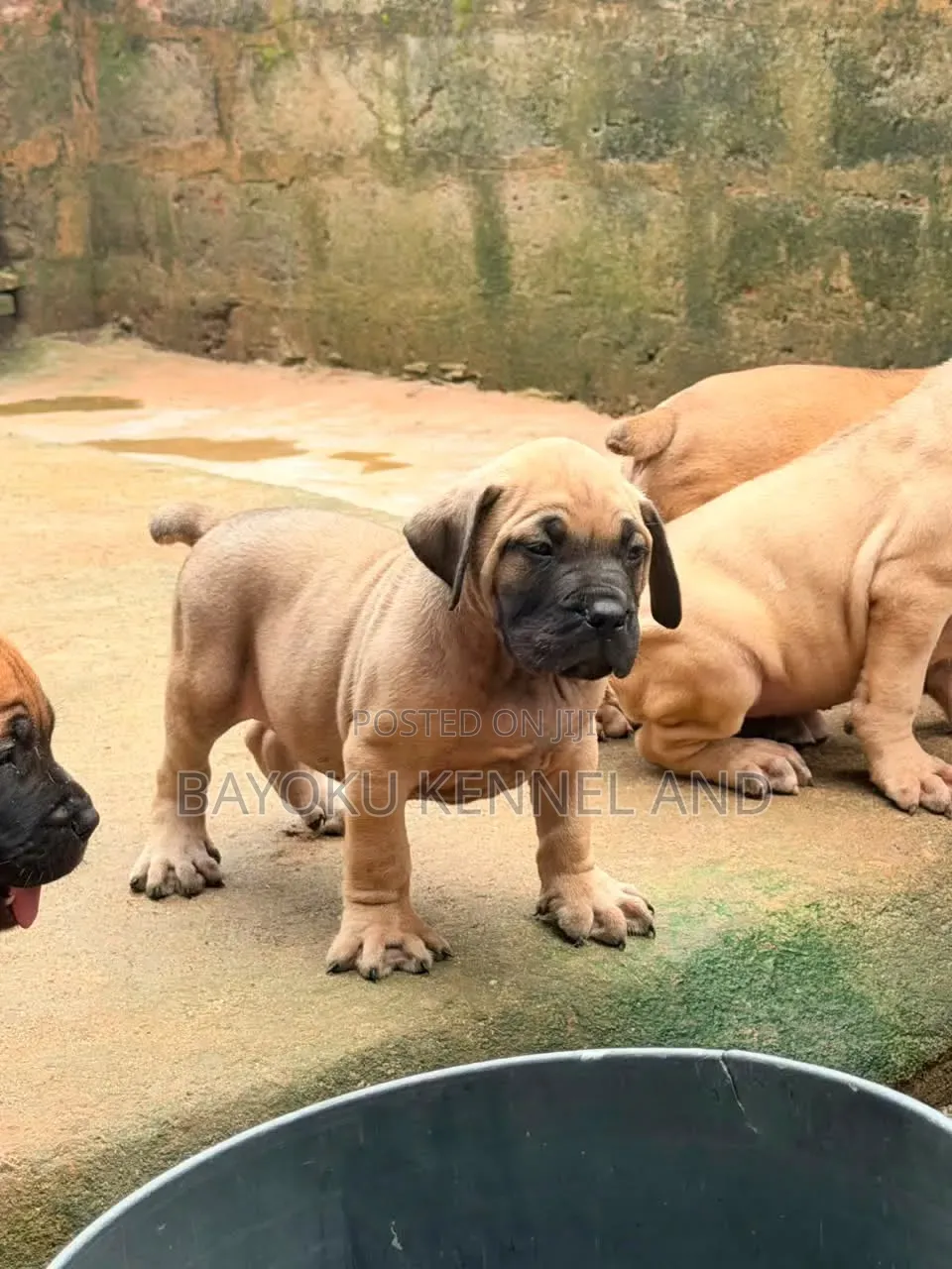 1-3 months Female Purebred Boerboel