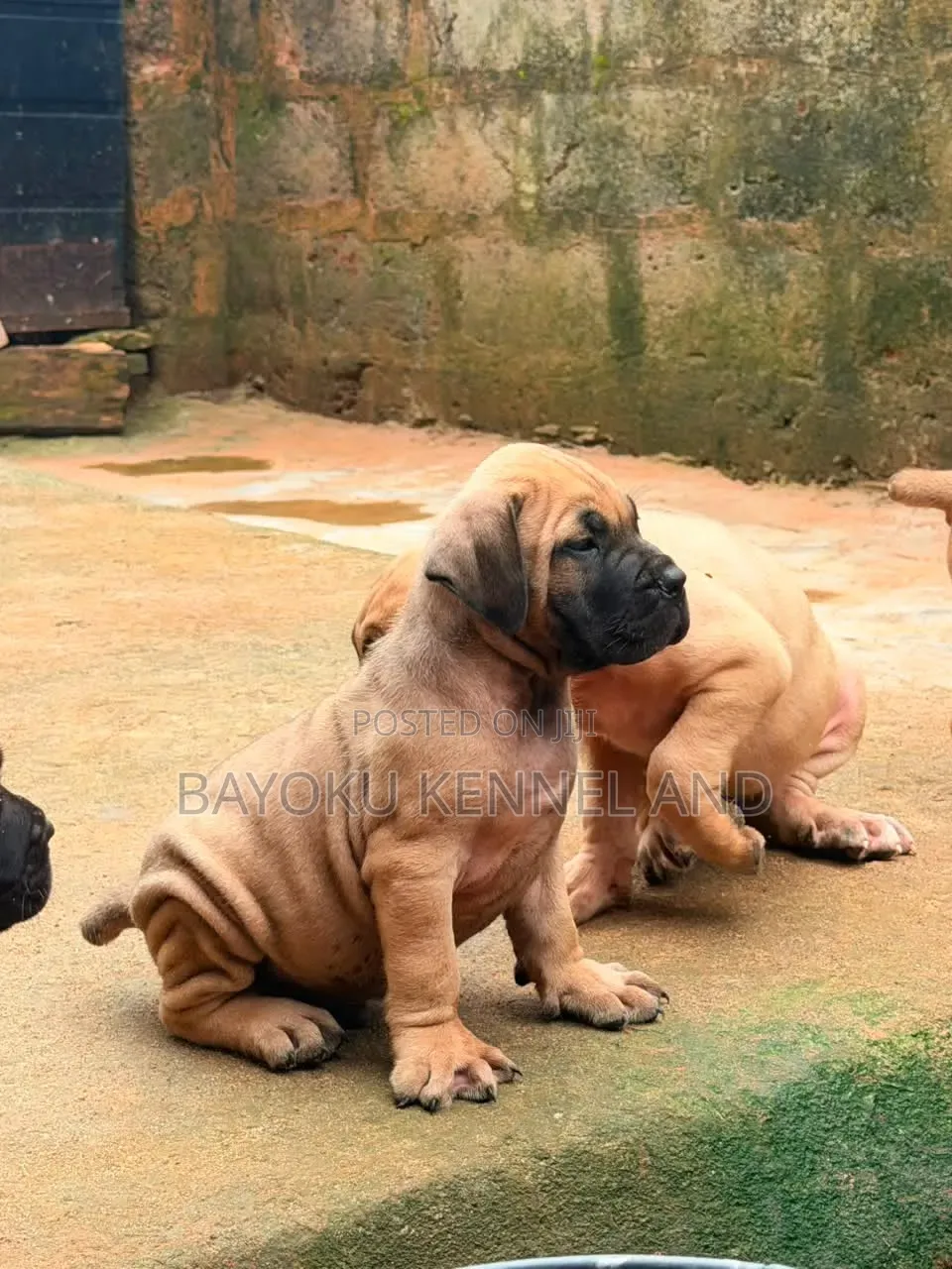 1-3 months Female Purebred Boerboel