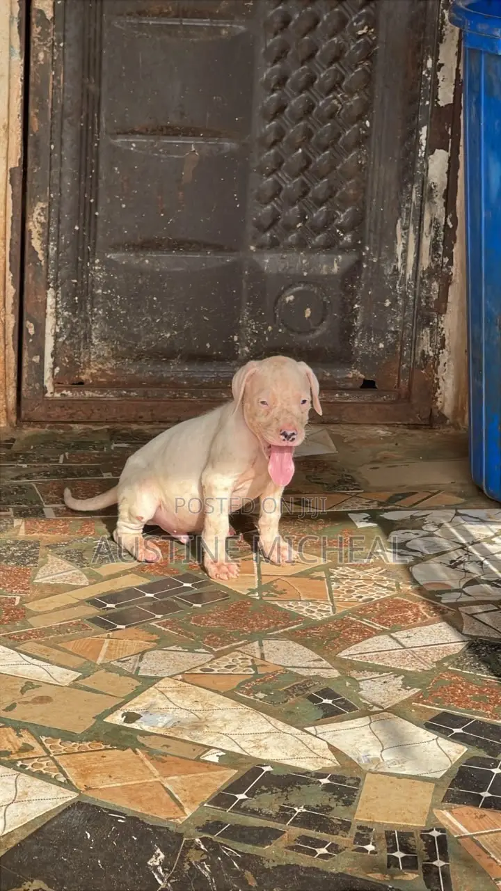 1-3 months Male Purebred Dogo Argentino