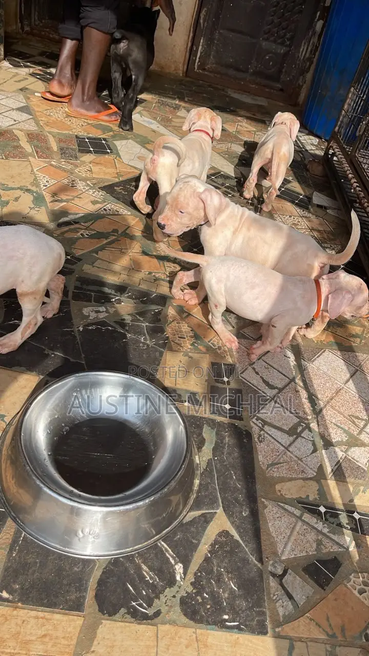 1-3 months Male Purebred Dogo Argentino