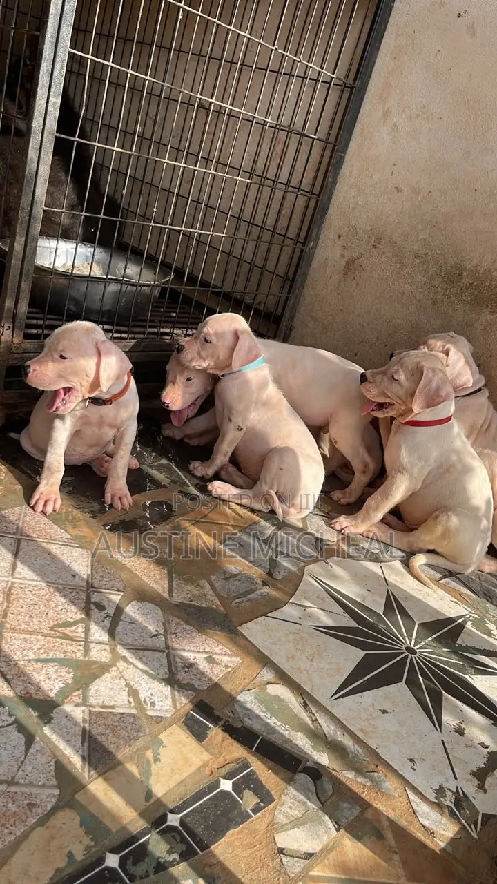 1-3 months Male Purebred Dogo Argentino