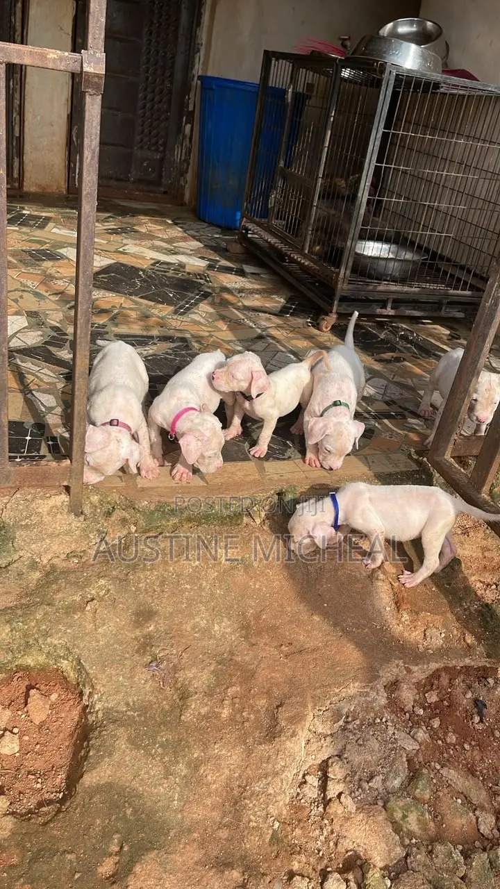 1-3 months Male Purebred Dogo Argentino