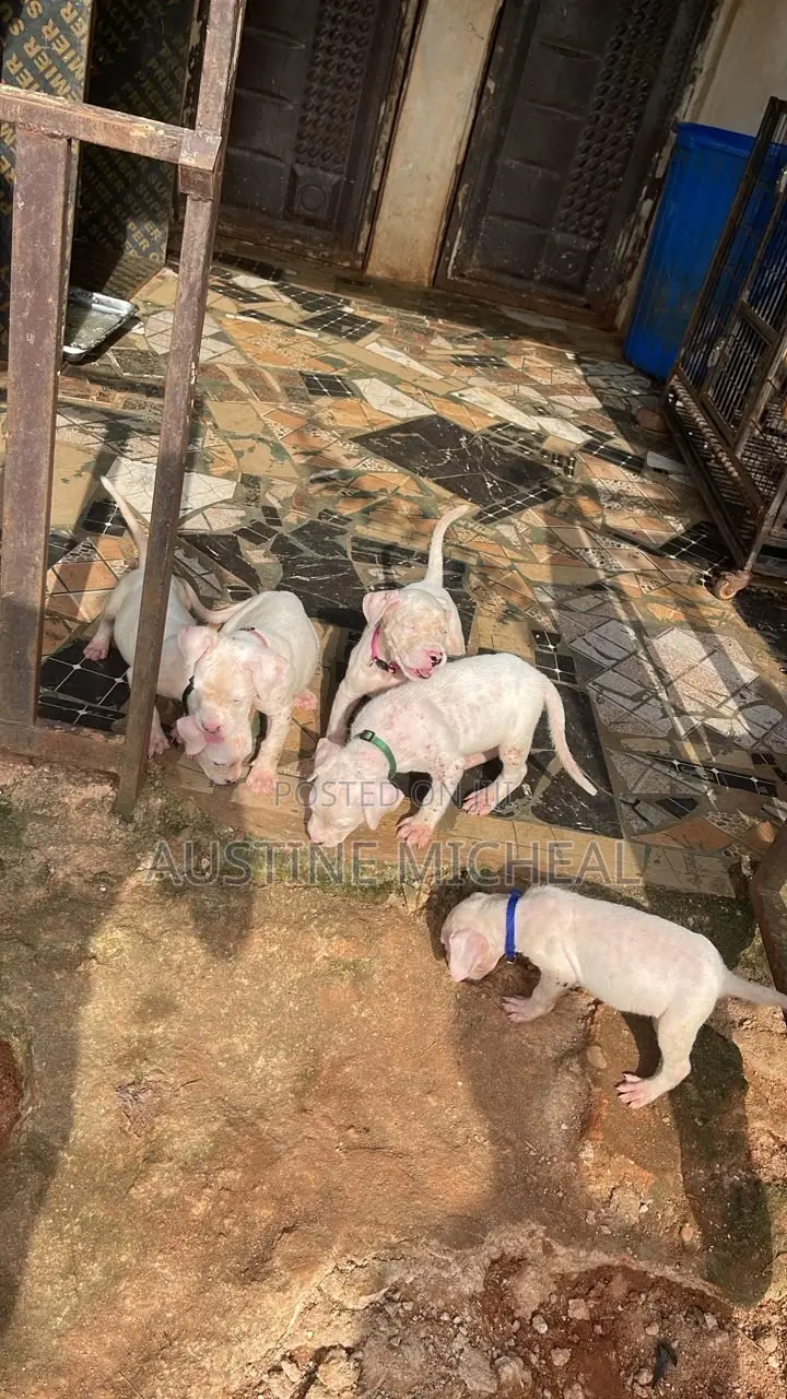 1-3 months Male Purebred Dogo Argentino