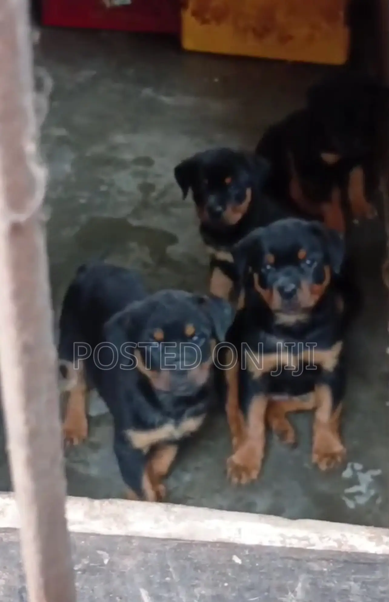 1-3 months Male Purebred Rottweiler