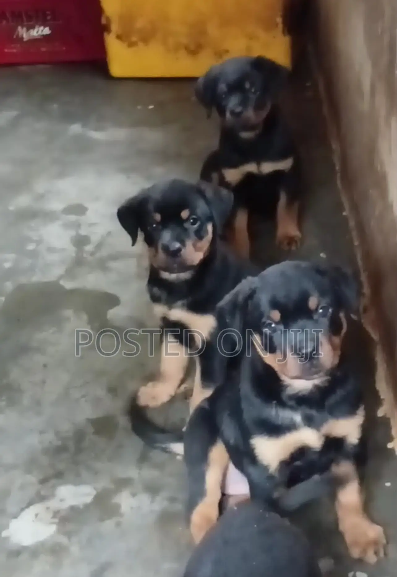 1-3 months Male Purebred Rottweiler