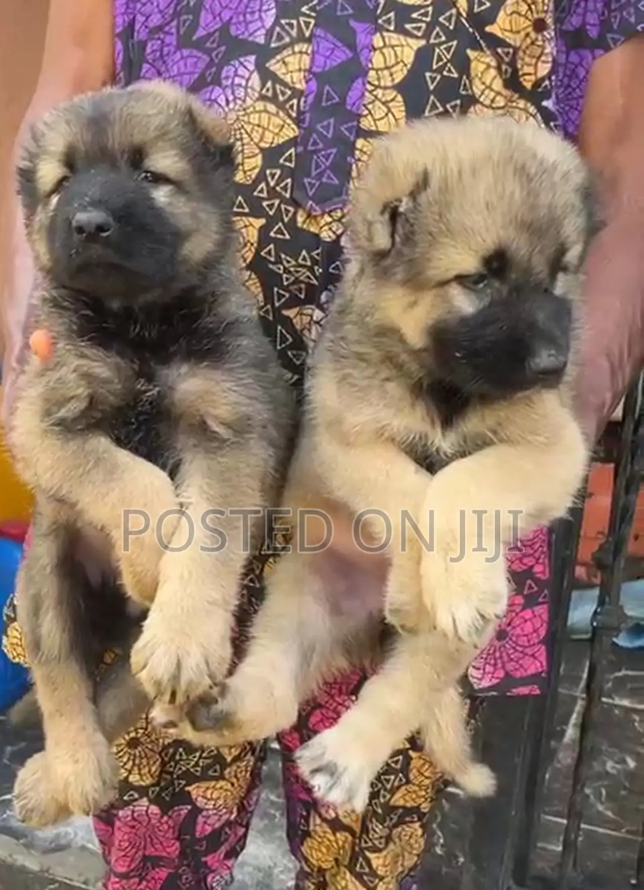 1-3 months Female Purebred Caucasian Shepherd