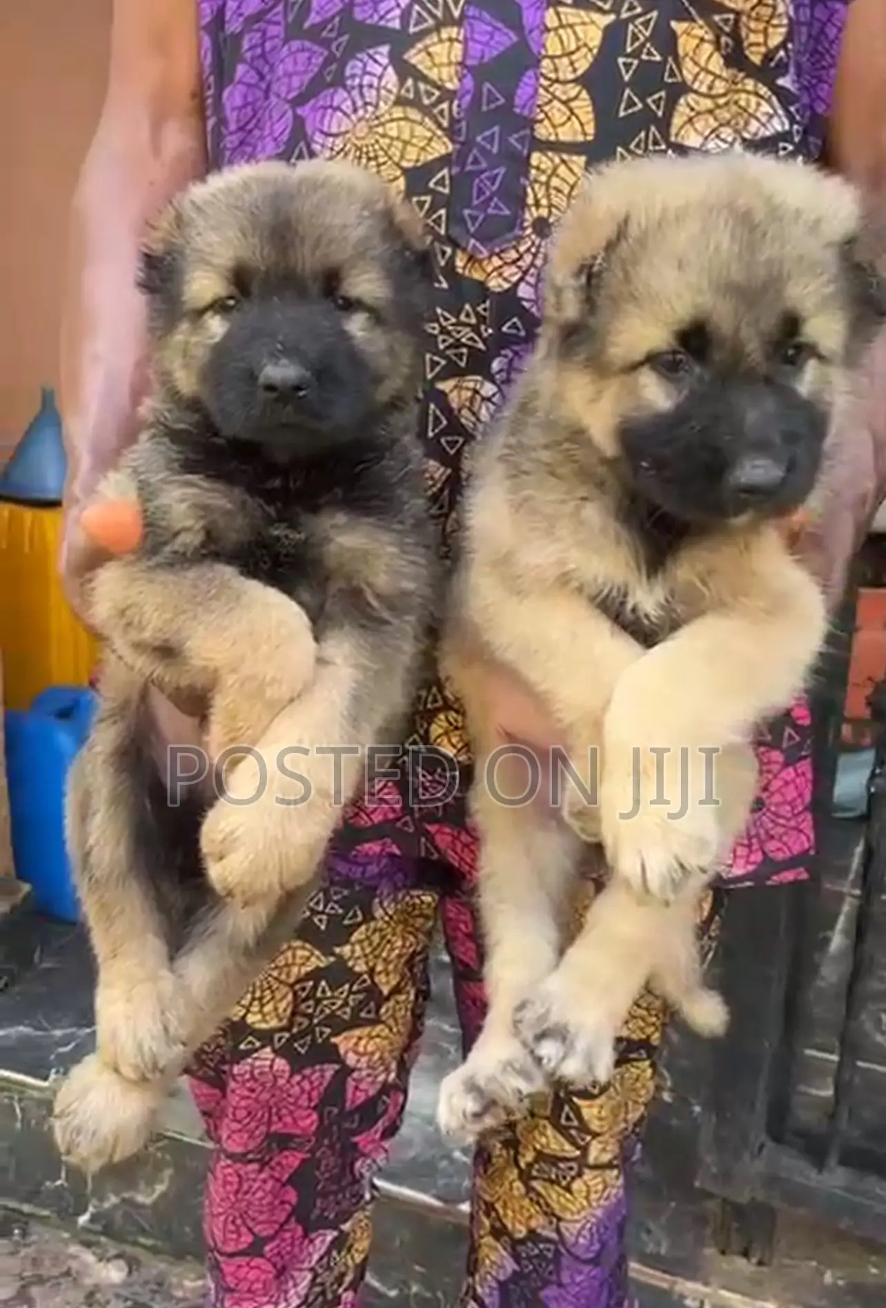 1-3 months Female Purebred Caucasian Shepherd