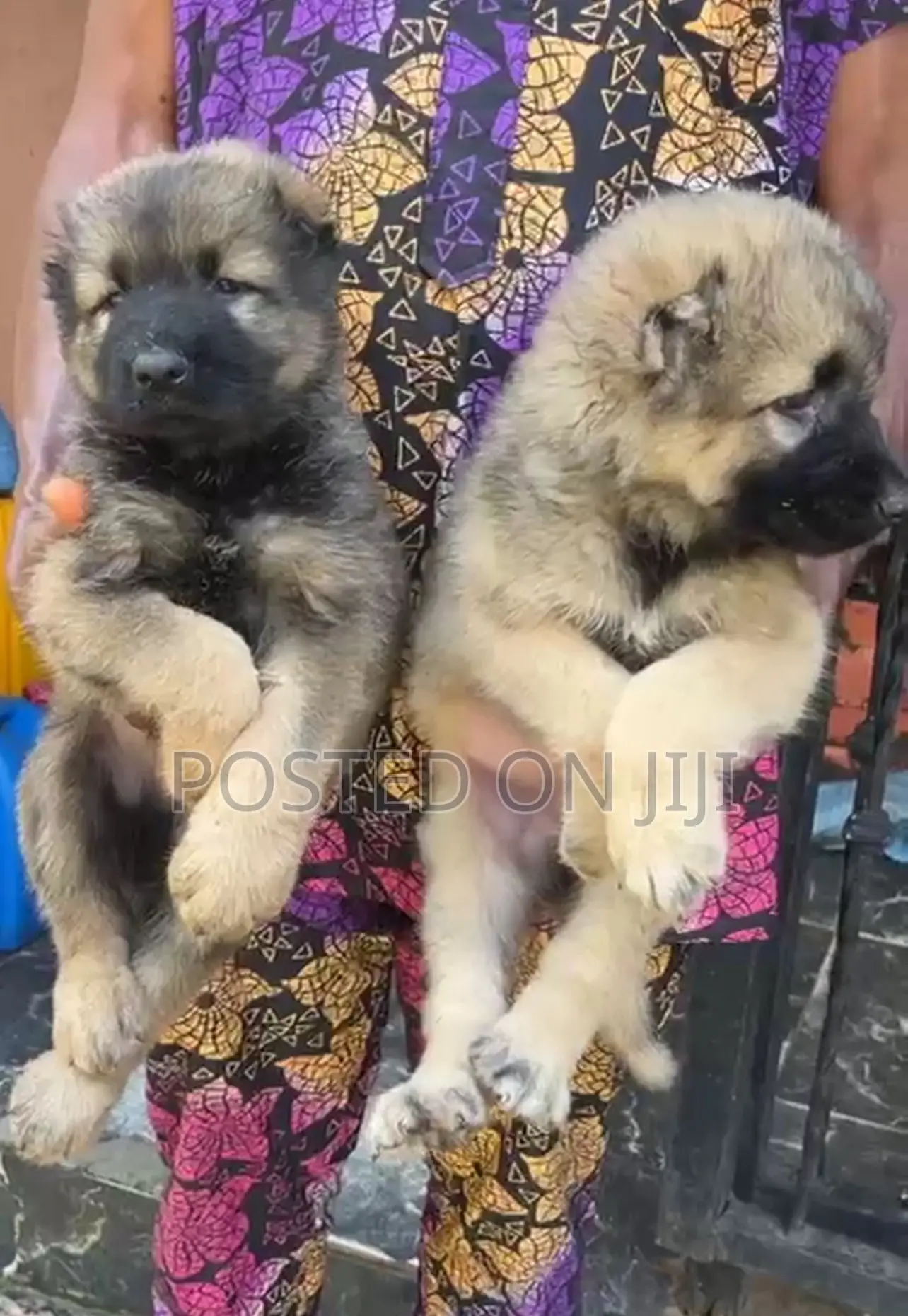 1-3 months Female Purebred Caucasian Shepherd