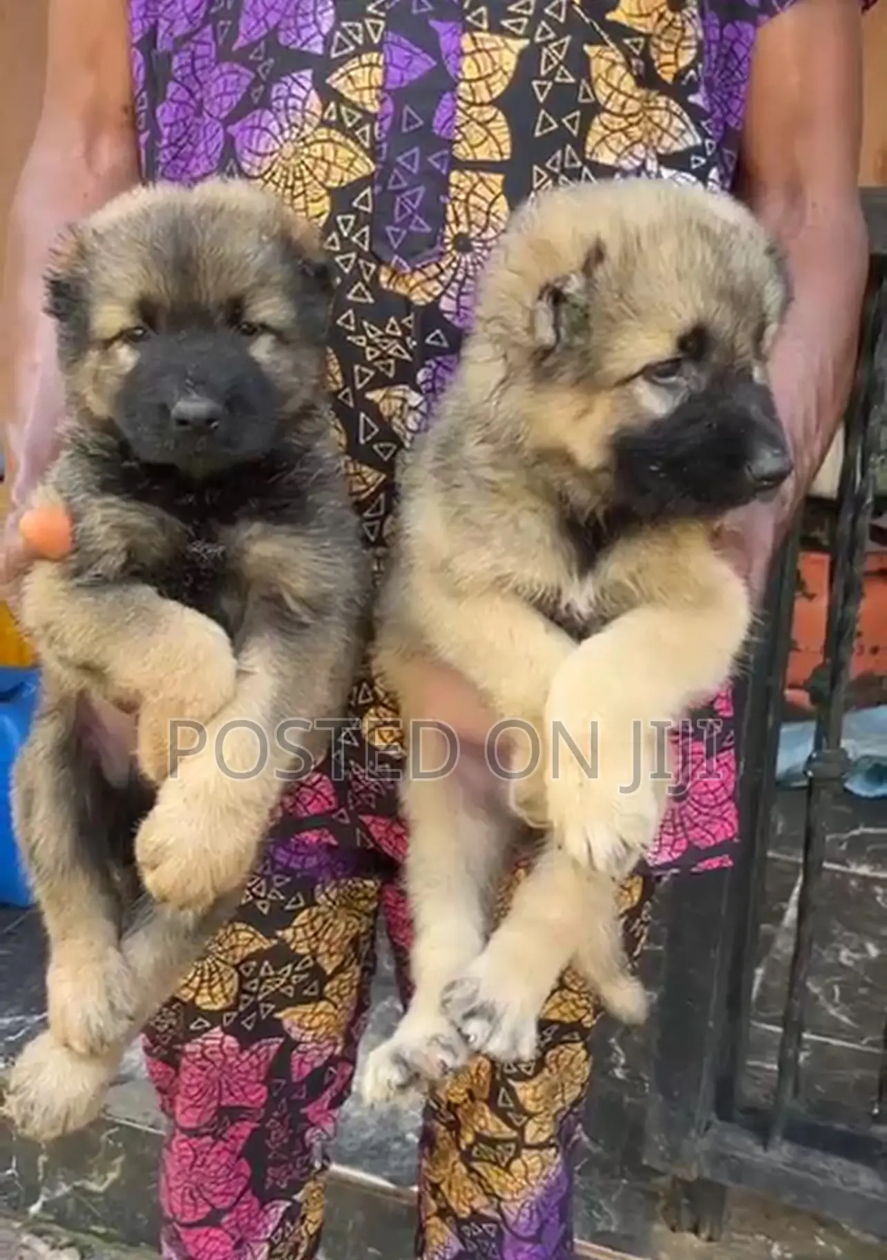 1-3 months Female Purebred Caucasian Shepherd