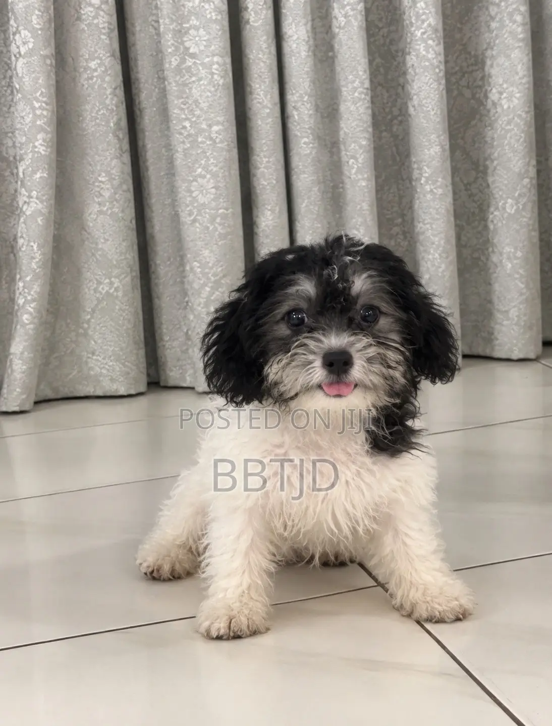 3-6 months Male Purebred Lhasa Apso