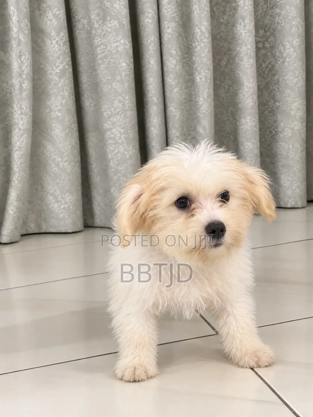 3-6 months Male Purebred Lhasa Apso