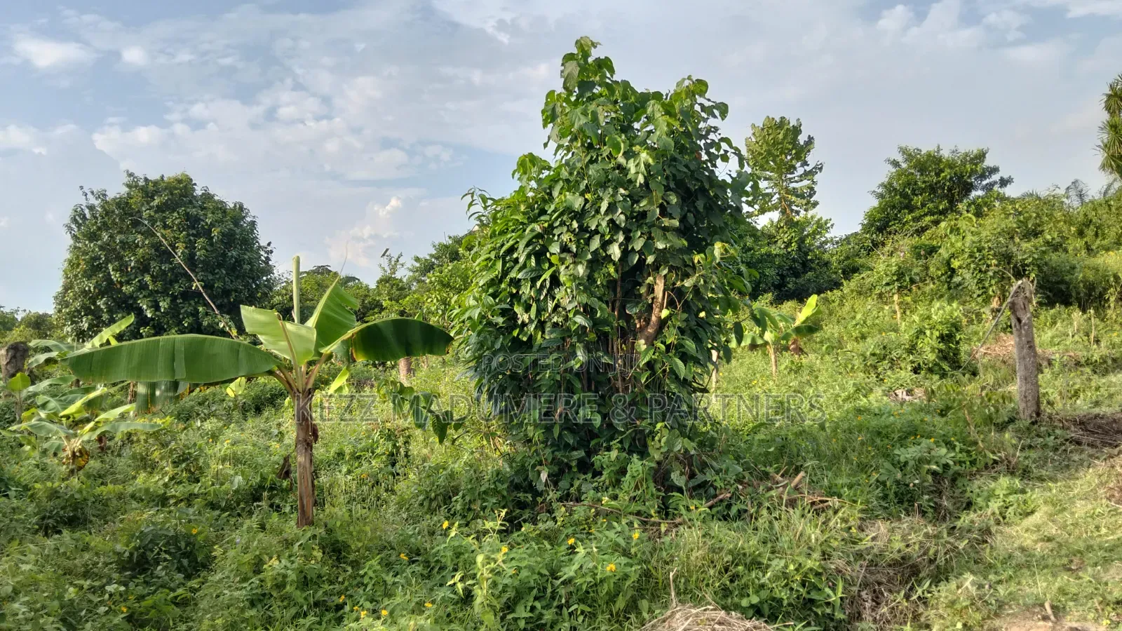 For Sale : Half (1⁄2) Plot at New Layout Elikpokpodu Rukpokwu Ph
